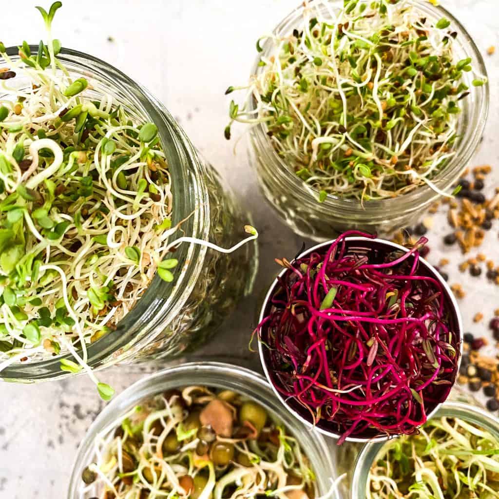Different sprouts in a jar. Alfalfa, beet, bean, and Ancient Eastern Blend.