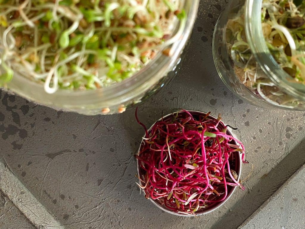 Overhead view of beet sprouts on a metal lid.