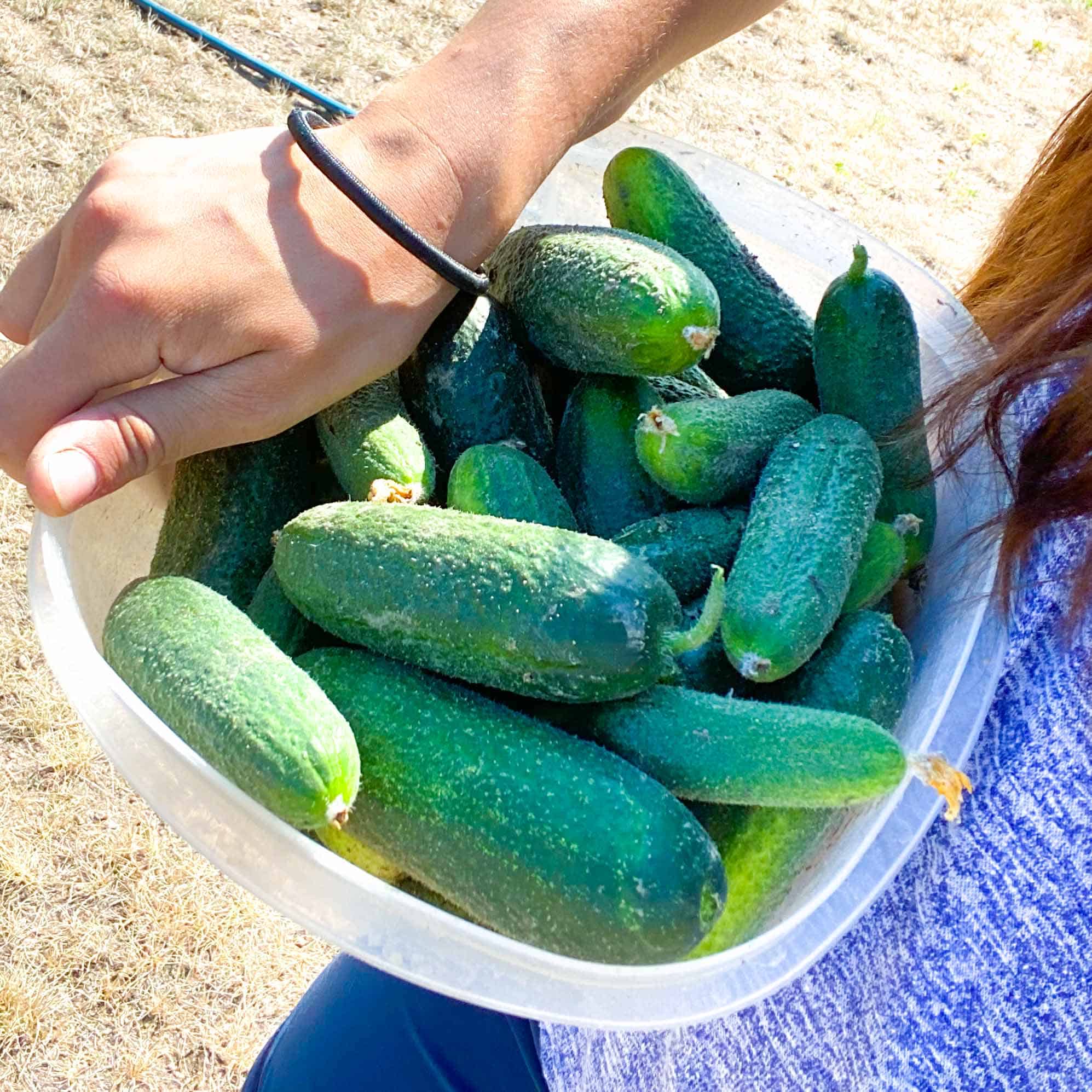 Container full of pickling cucumbers fresh from the garden.