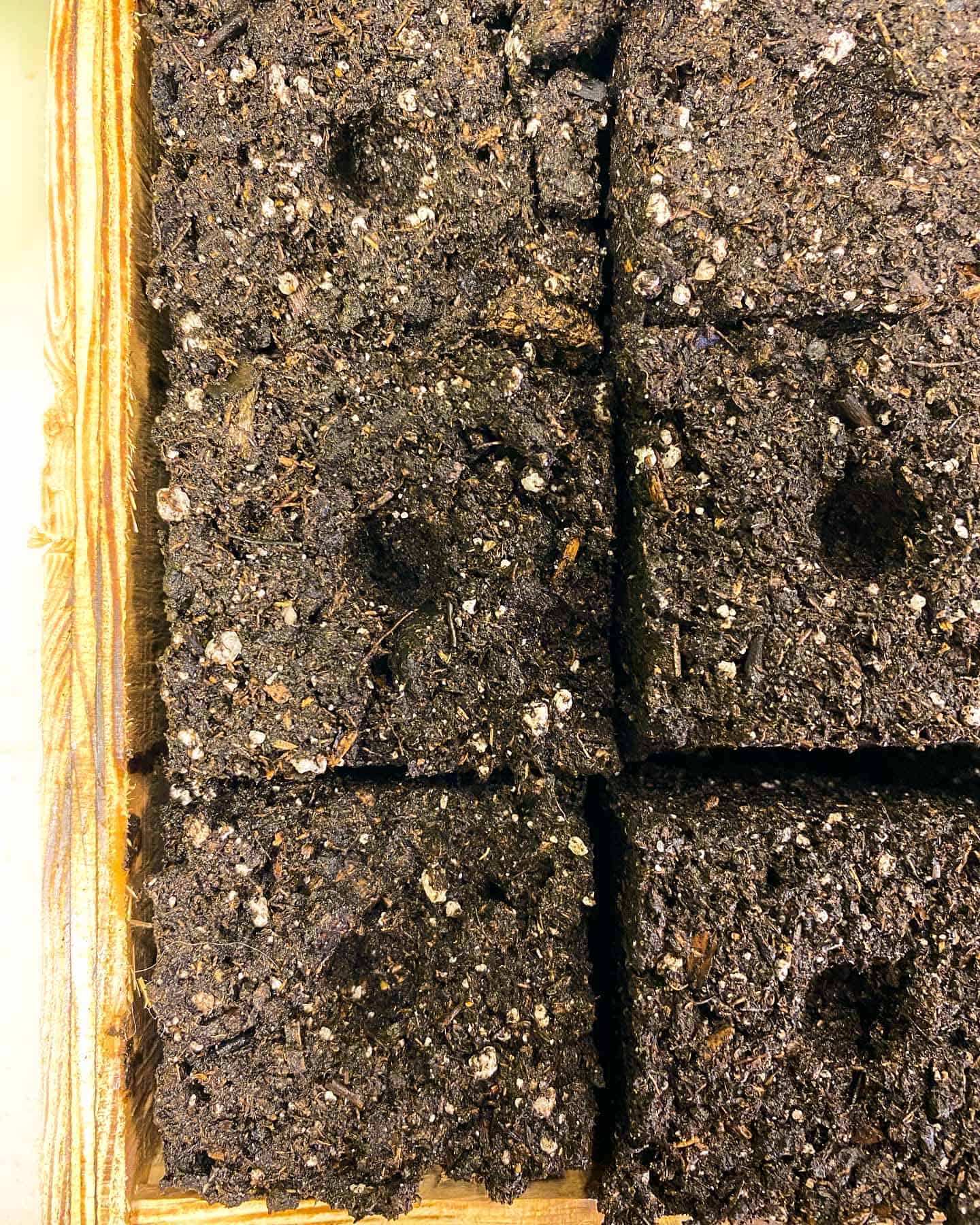 An overhead view of soil blocks sitting in a wooden soil block tray.