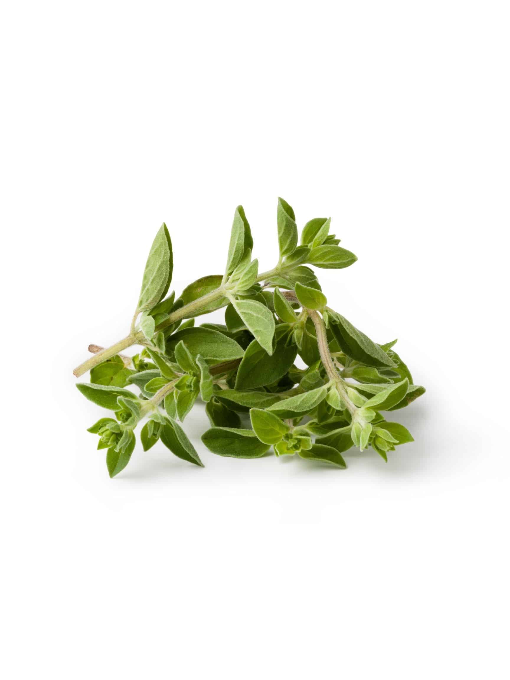 Oregano sprigs on a white backdrop.