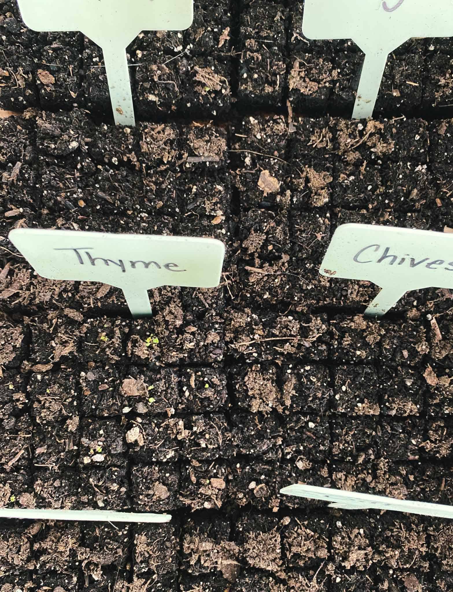 Mini soil blocks sown with herbs.