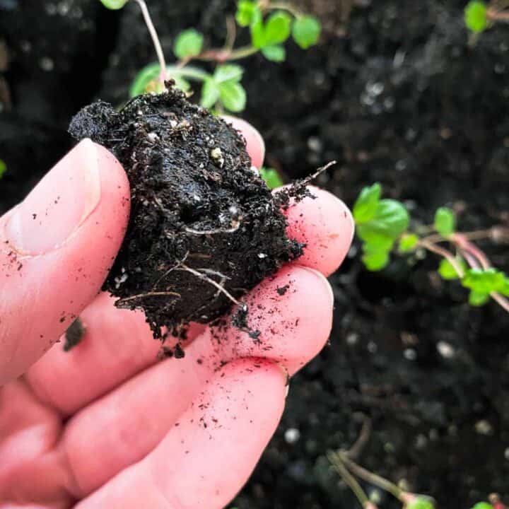 Strawberries sown into a small soil block with healthy roots pushing out.