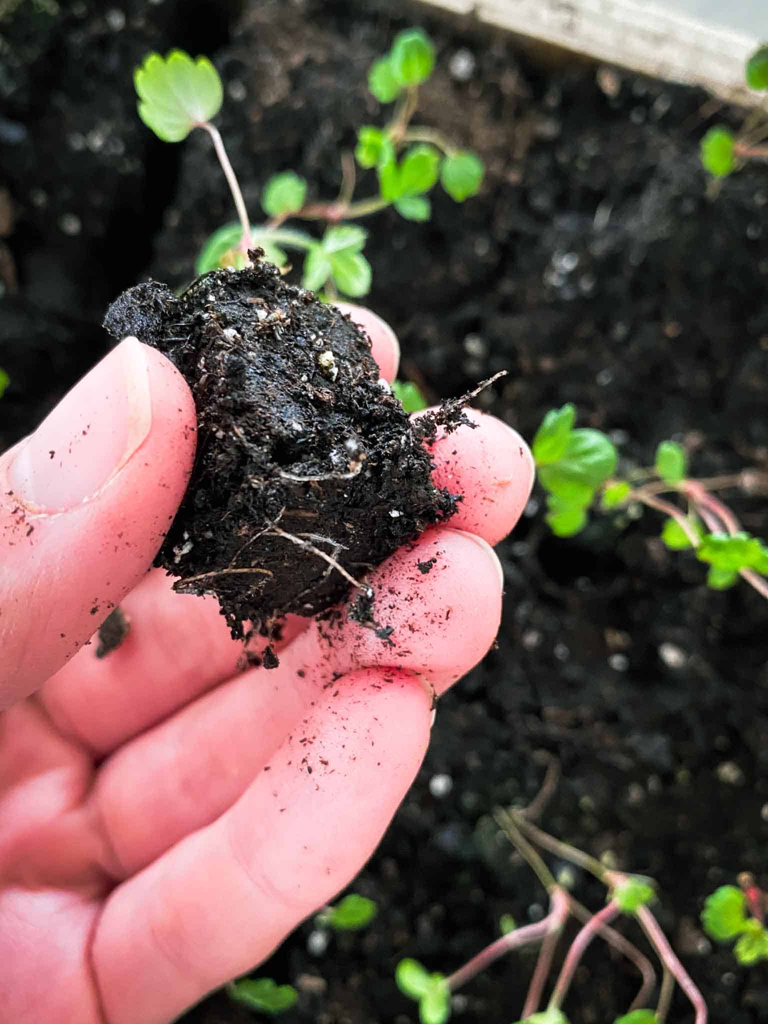 Strawberries sown into a small soil block with healthy roots pushing out.
