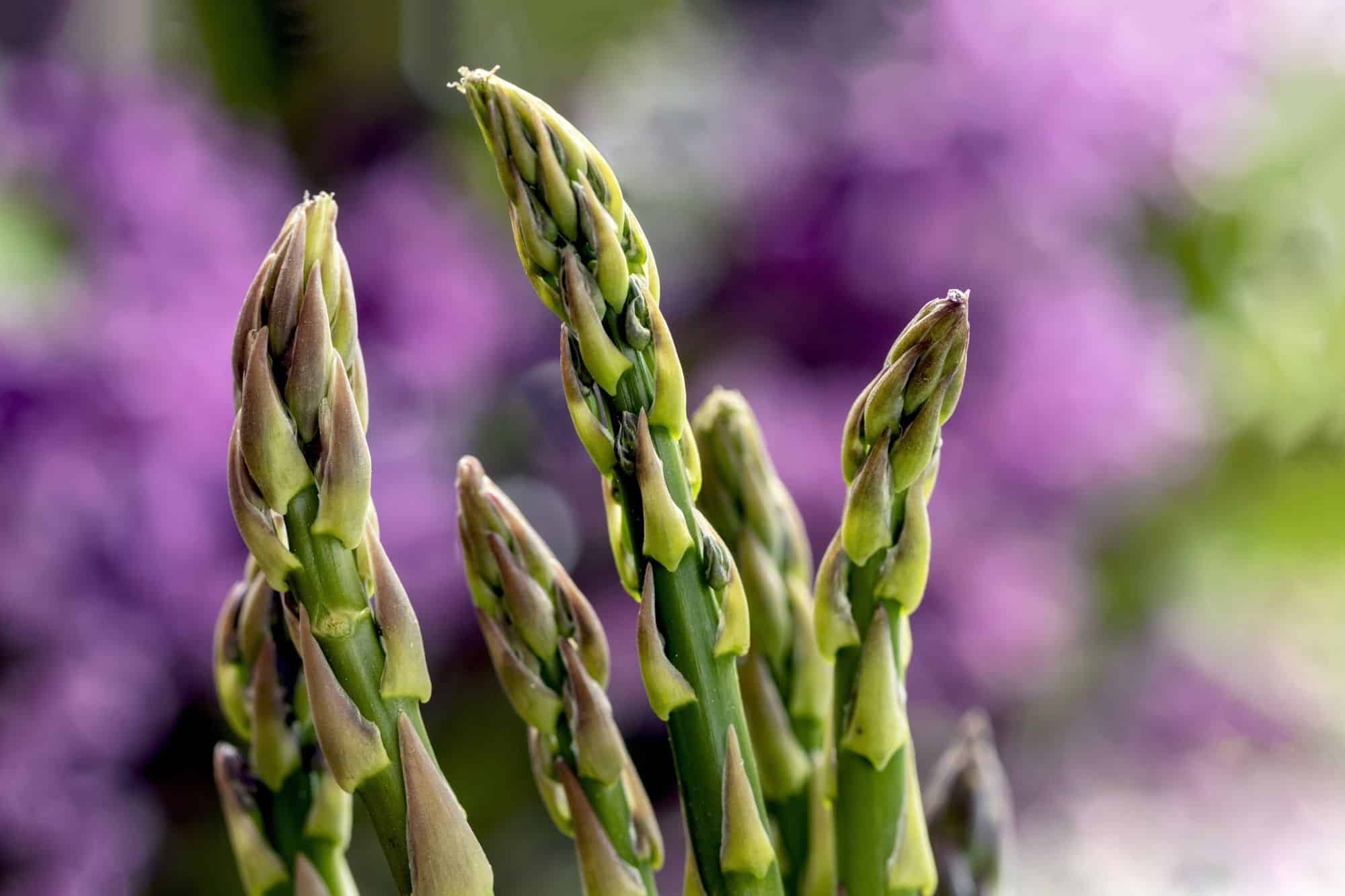 Asparagus spears with a blurred purple backdrop.