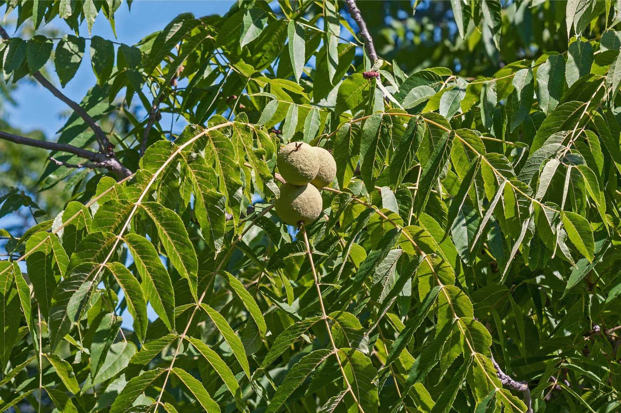Black walnut tree with fruit.