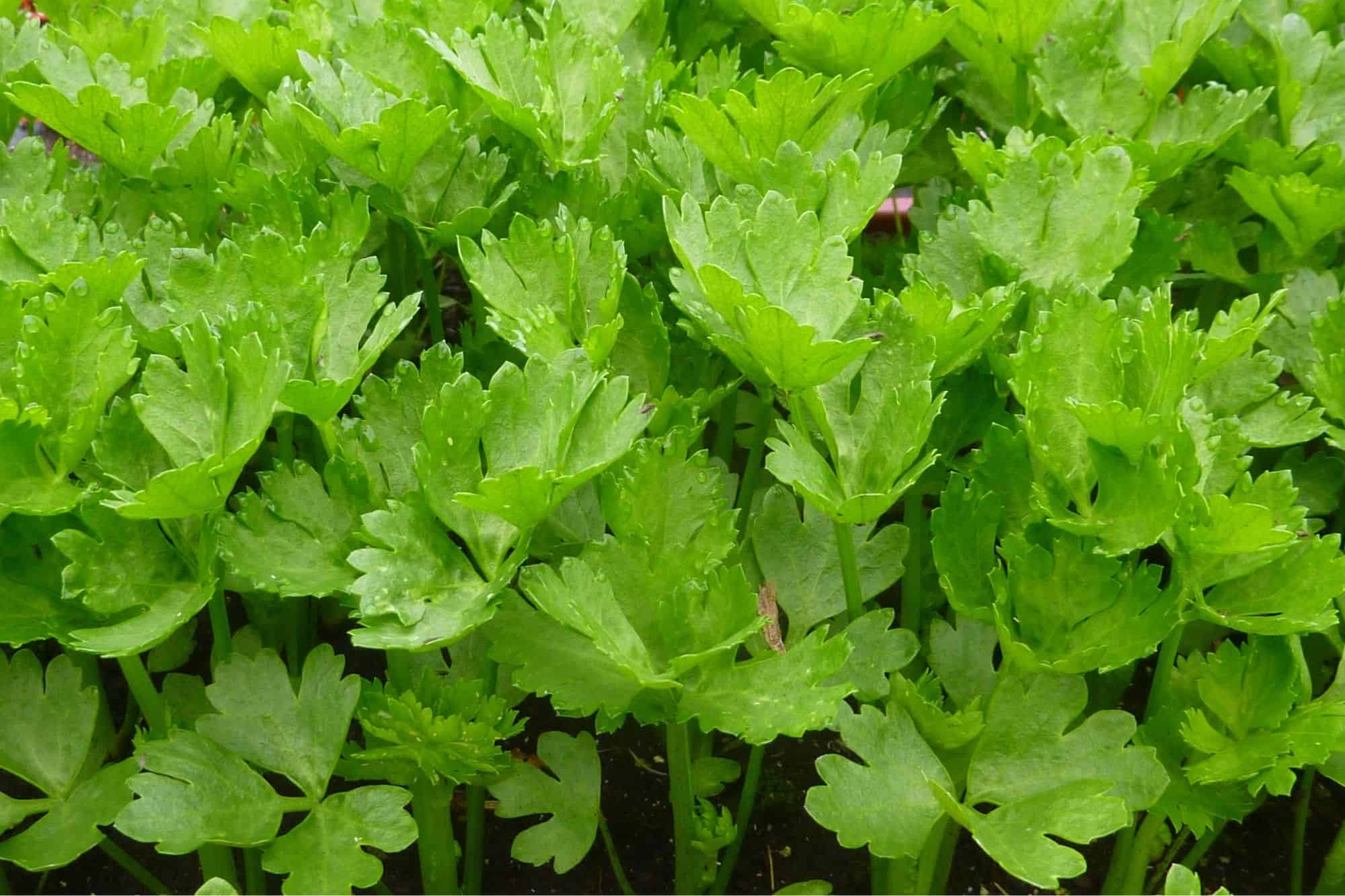 The tops of a celery plant showing dozens of celery leaves.