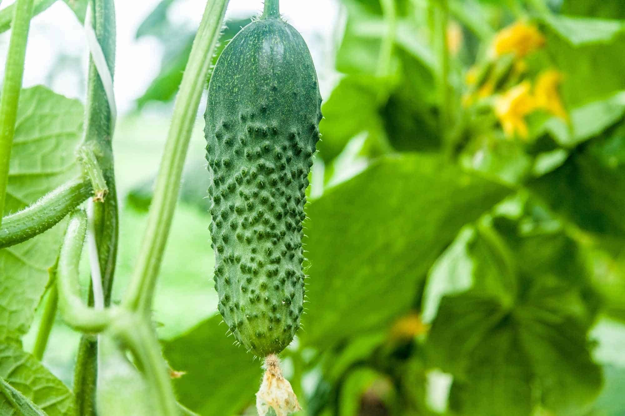 Cucumbers growing on the vine with yellow flowers in the background.