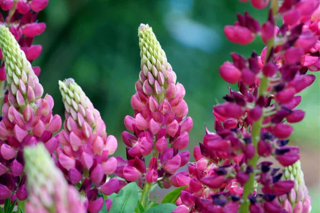 Magenta lupins with a green backdrop.