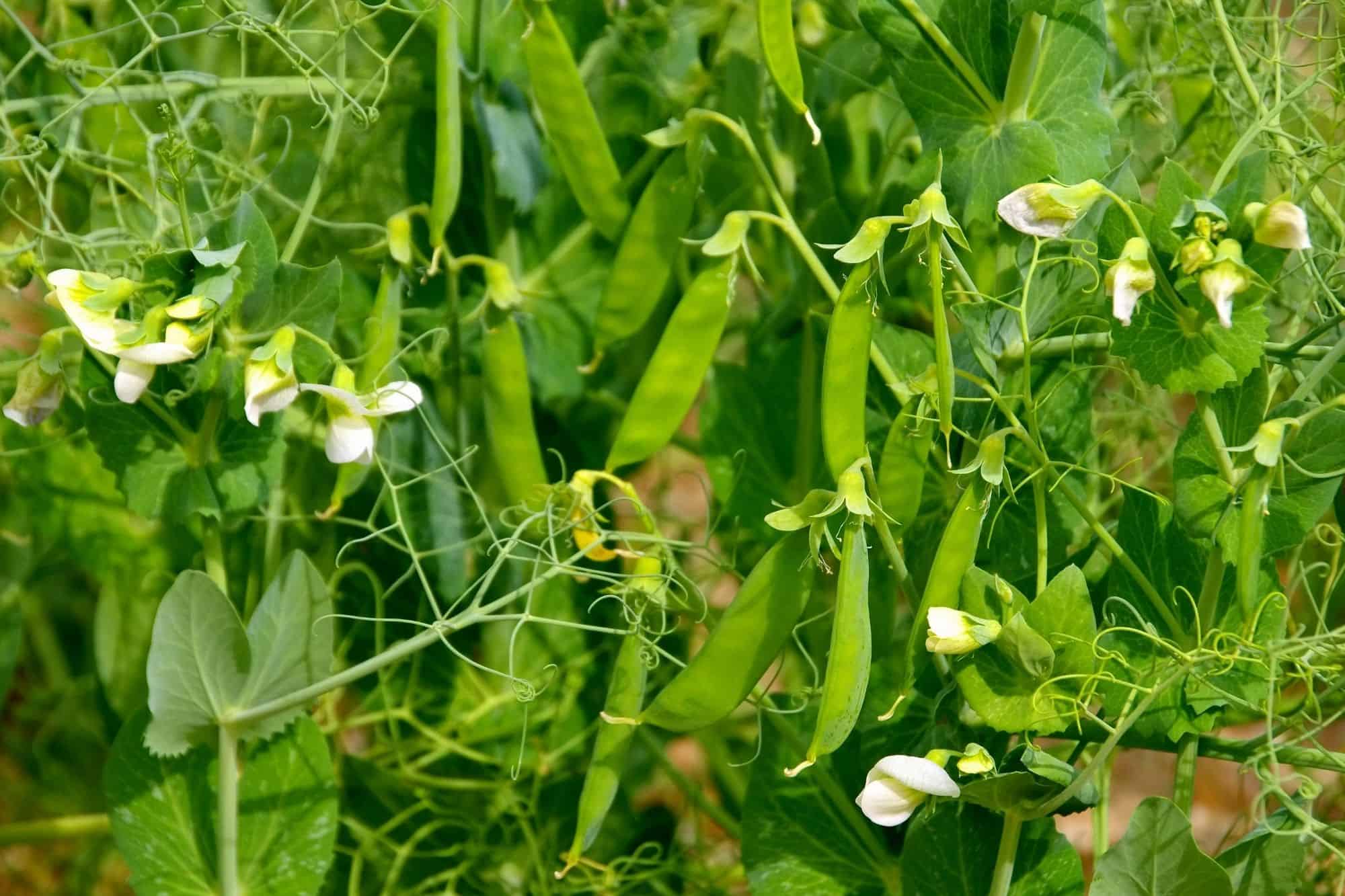 Green peas growing in the garden with foliage and white flowers.