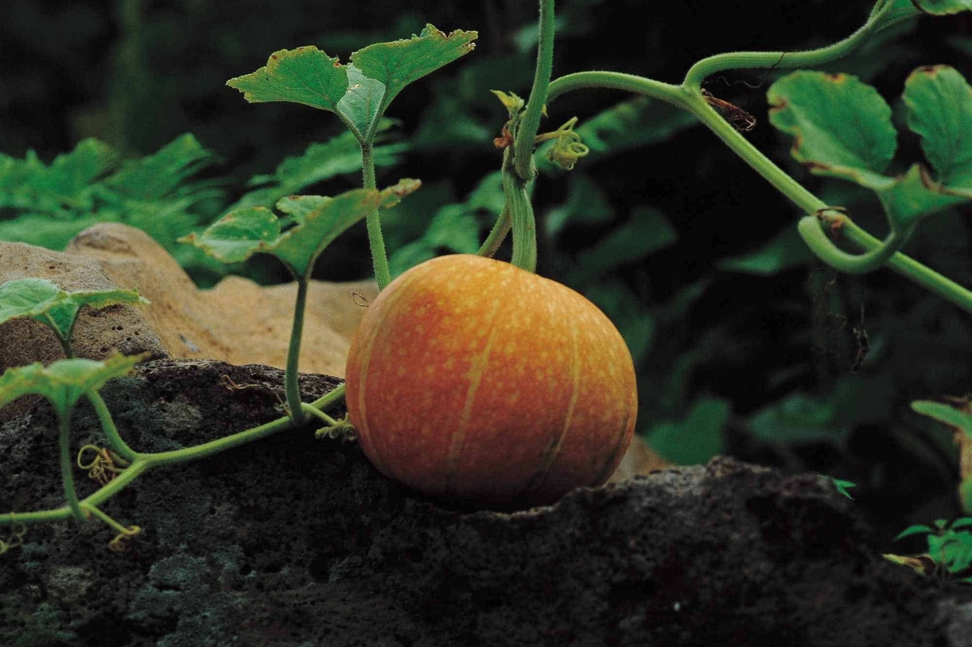 An orange pumpkin ripened on the vine.