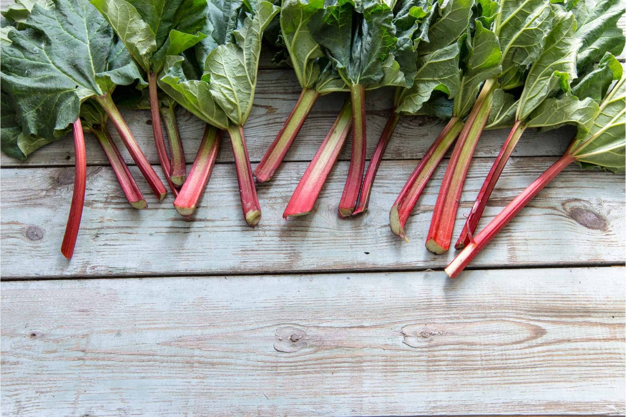Rhubarb Companion Planting Guide – What & What NOT to Plant