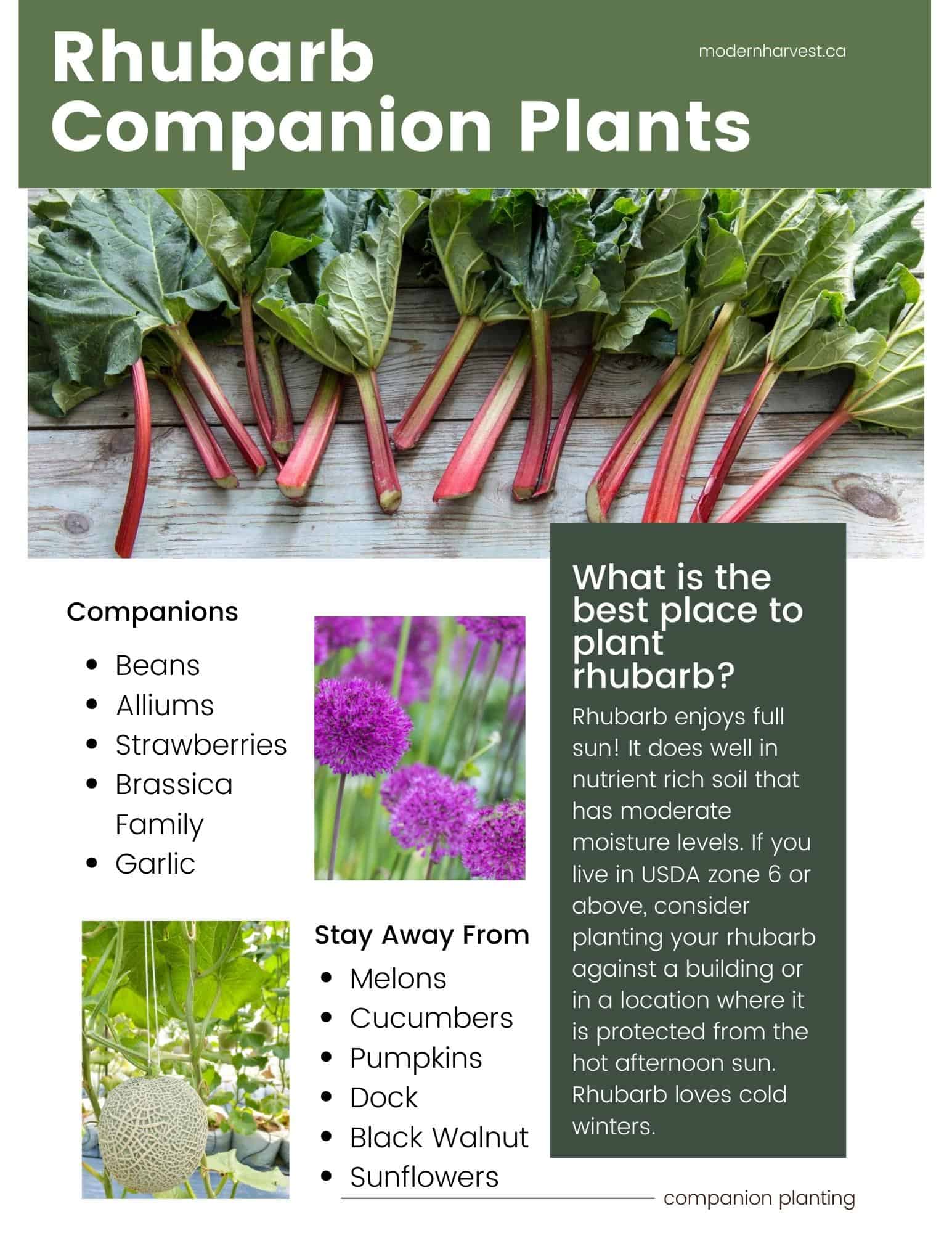 Printable rhubarb companion planting guide.