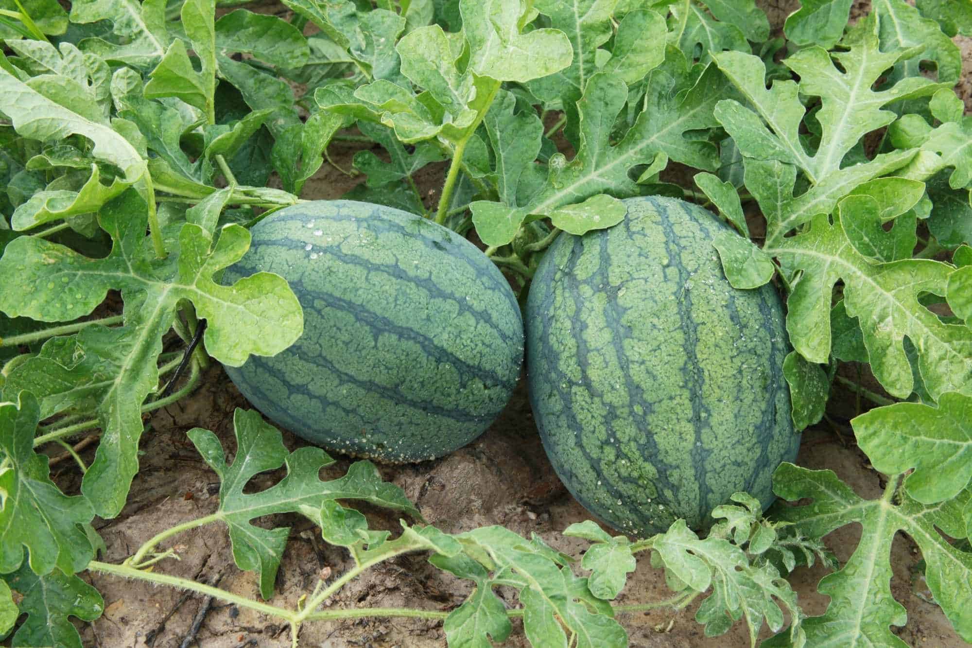 Watermelon companion plants showing two watermelon growing on the vine.