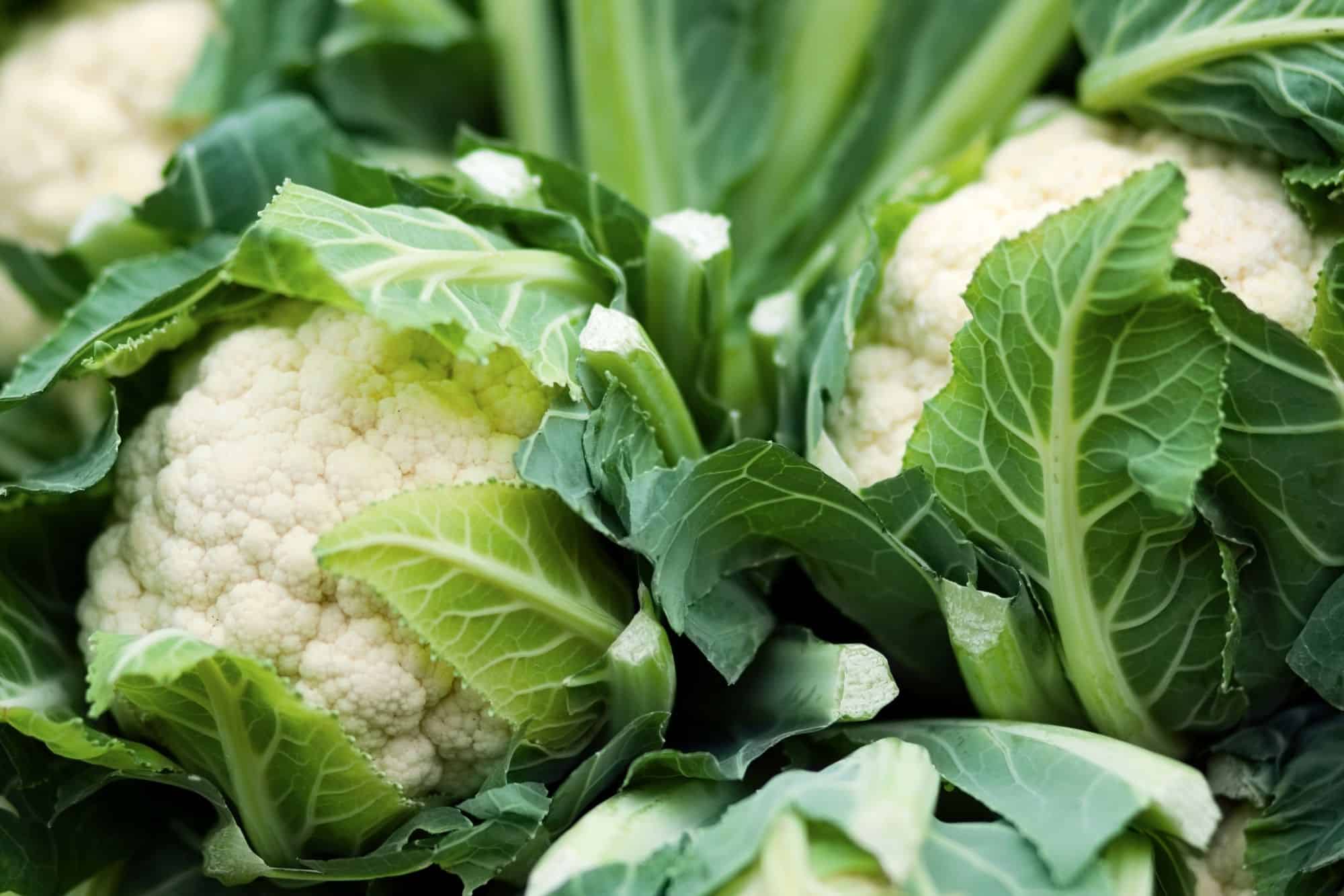 cauliflower in the garden, wrapped in large green leaves.