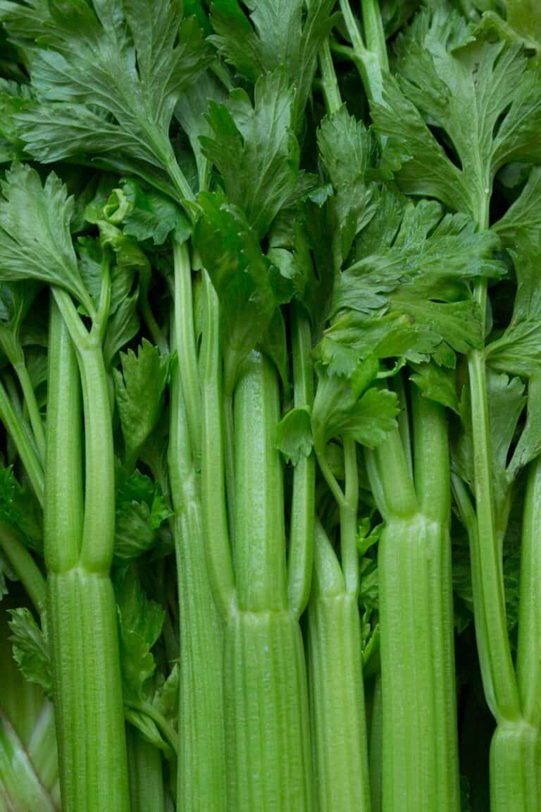Celery Companion Planting Guide – What & What NOT to Plant