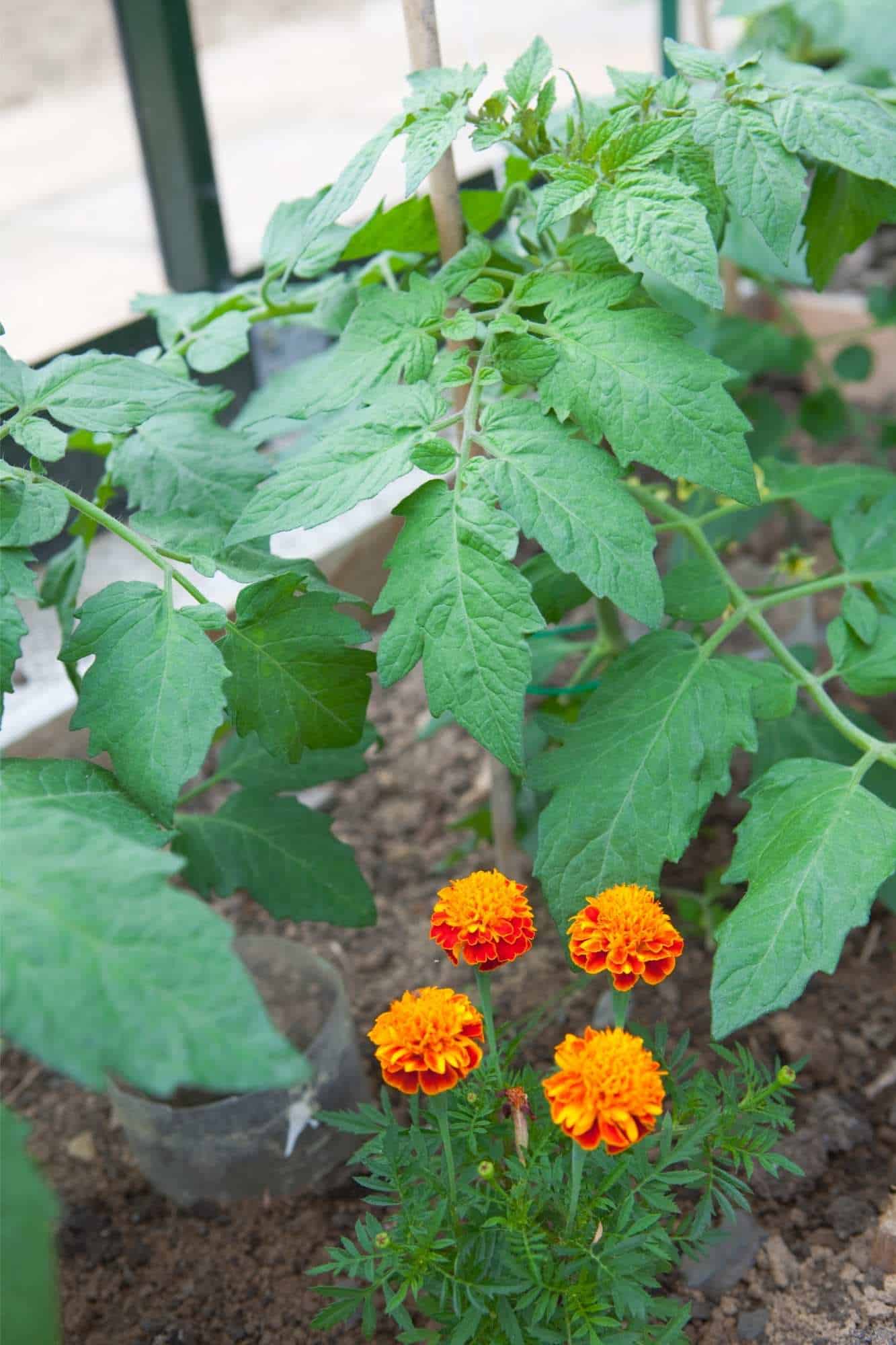 Marigolds with tomatoes as companion plants to deter insects.
