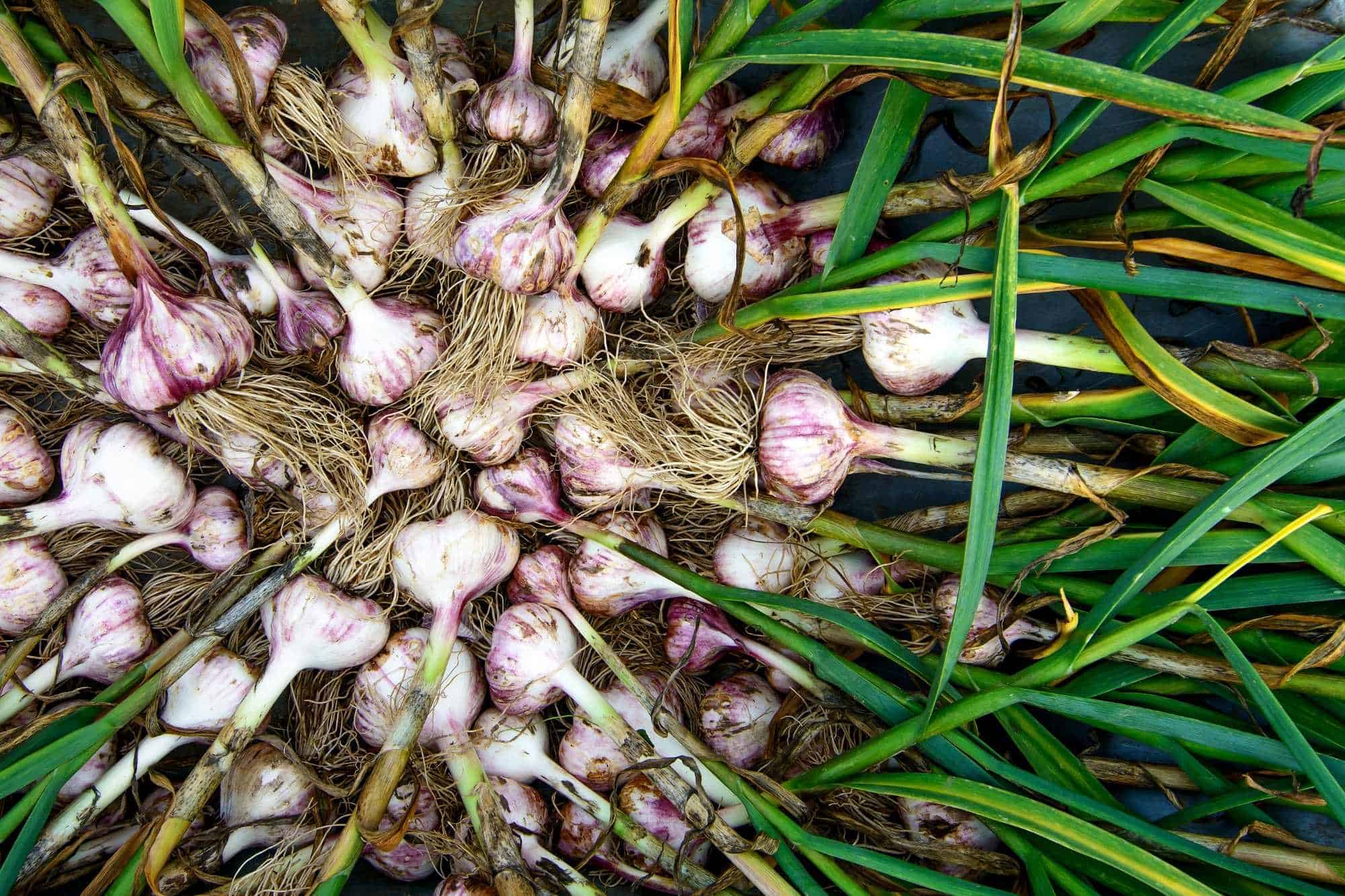 Freshly harvested garlic companion plants.