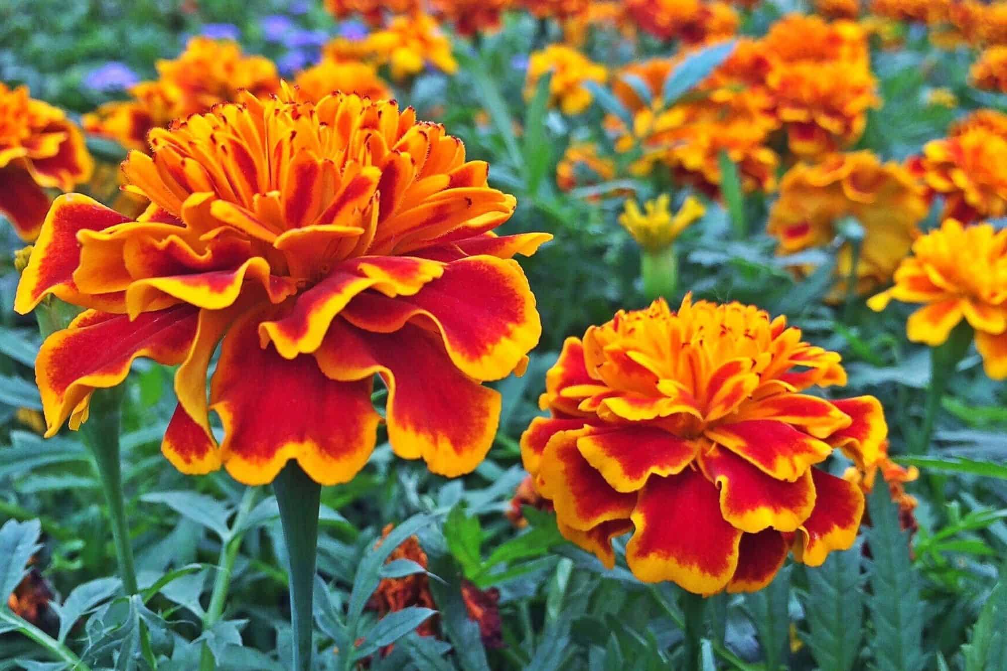 Bright orange and red marigolds amongst stems and leaves.