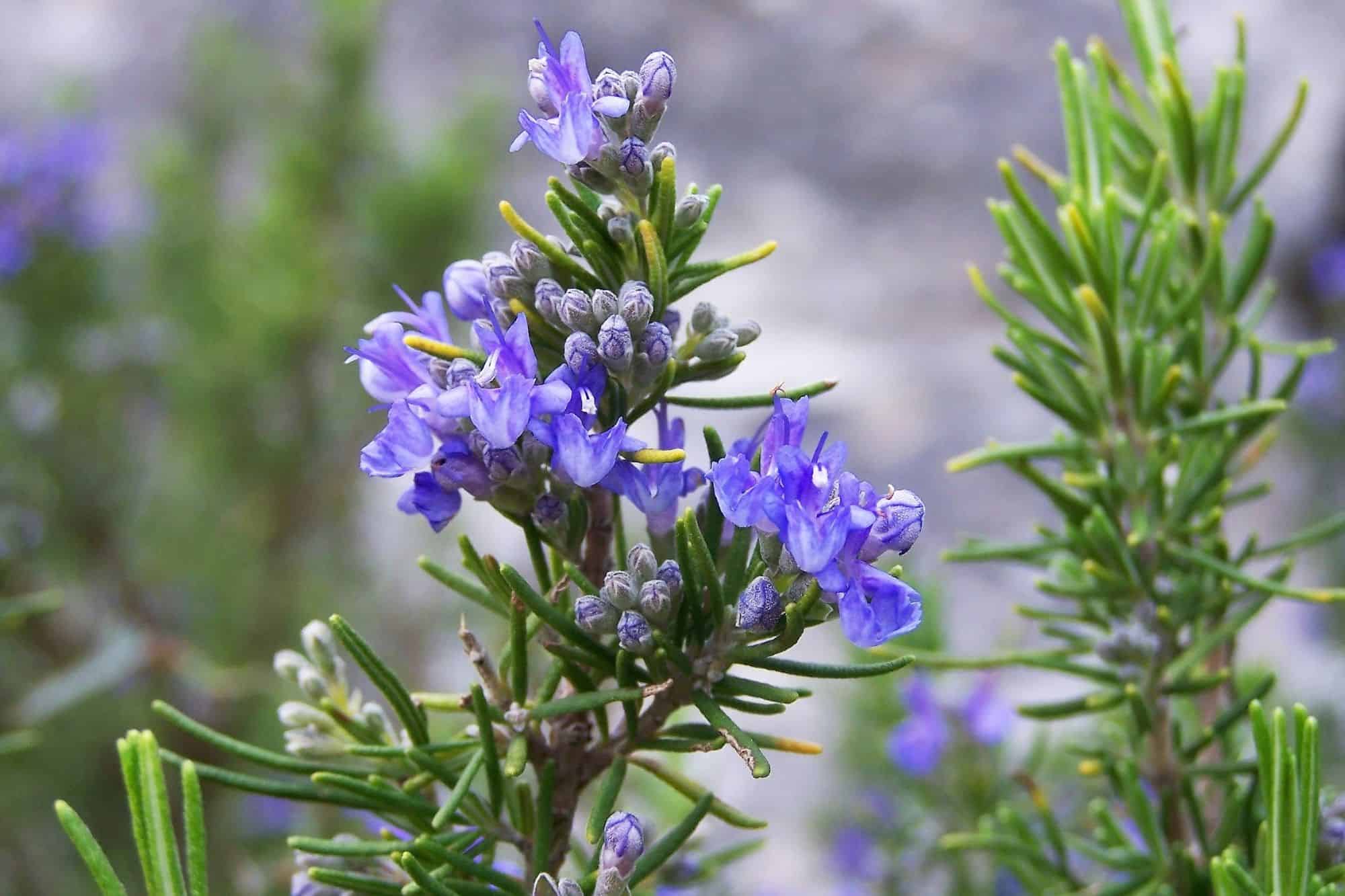 Rosemary with small purple flowers on it and a blurred out backdrop.