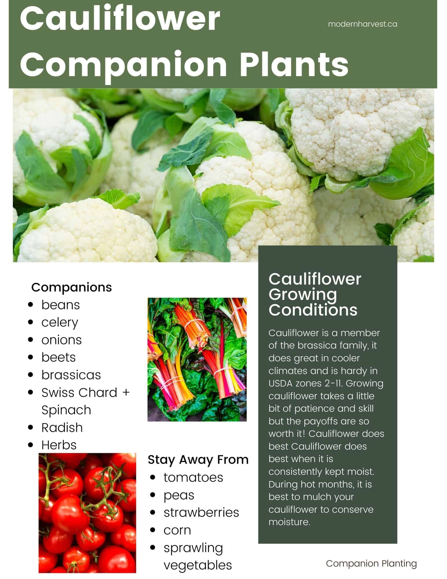 Califlower companion planting guide including companions and enemies.