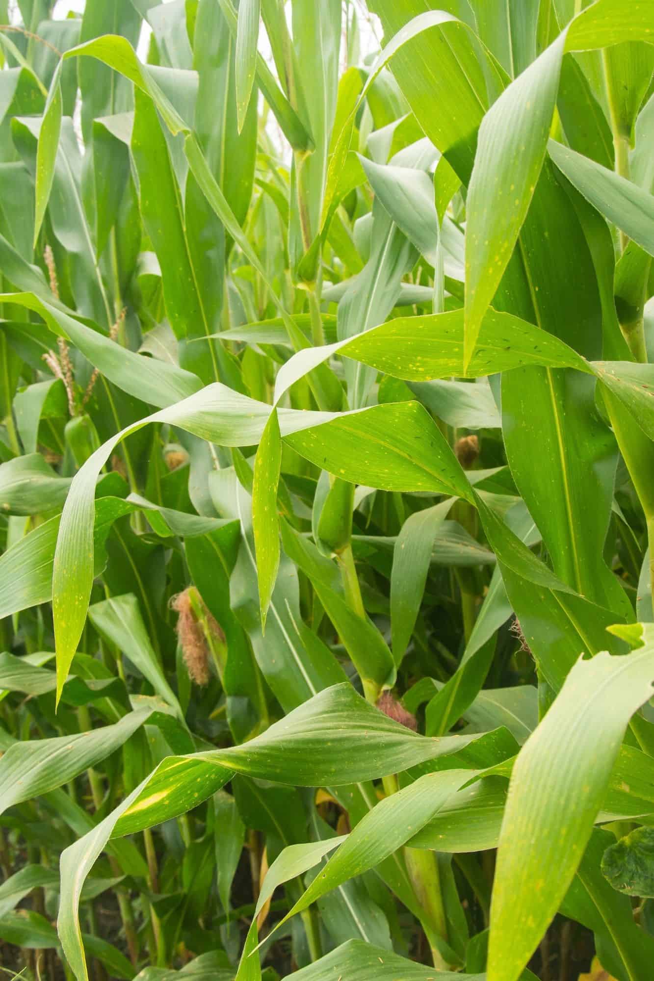 Corn plants standing tall.