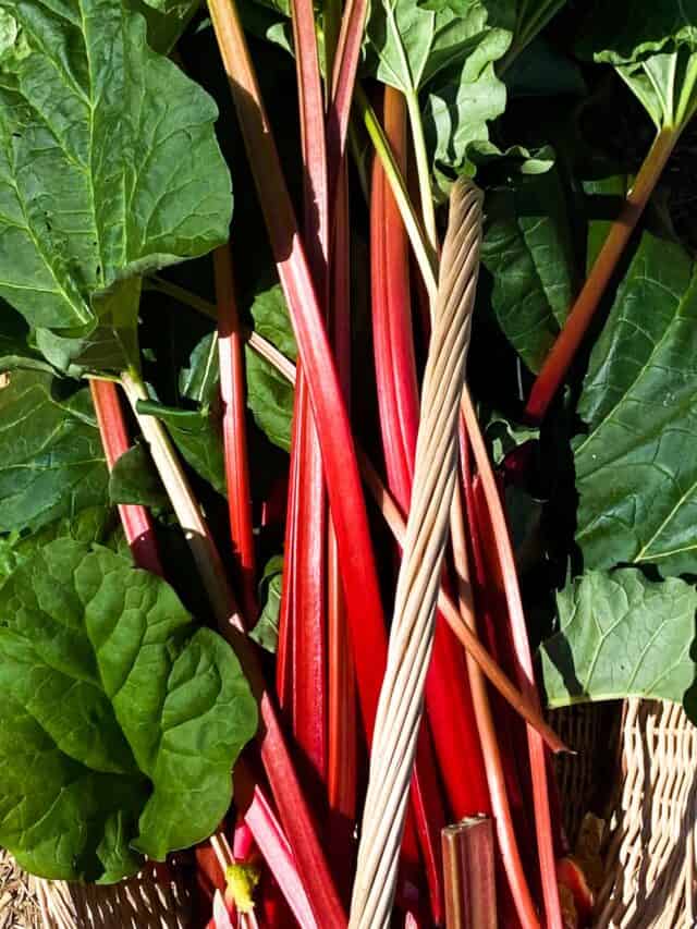 cropped-frozen.rhubarb.sliced-8.jpg