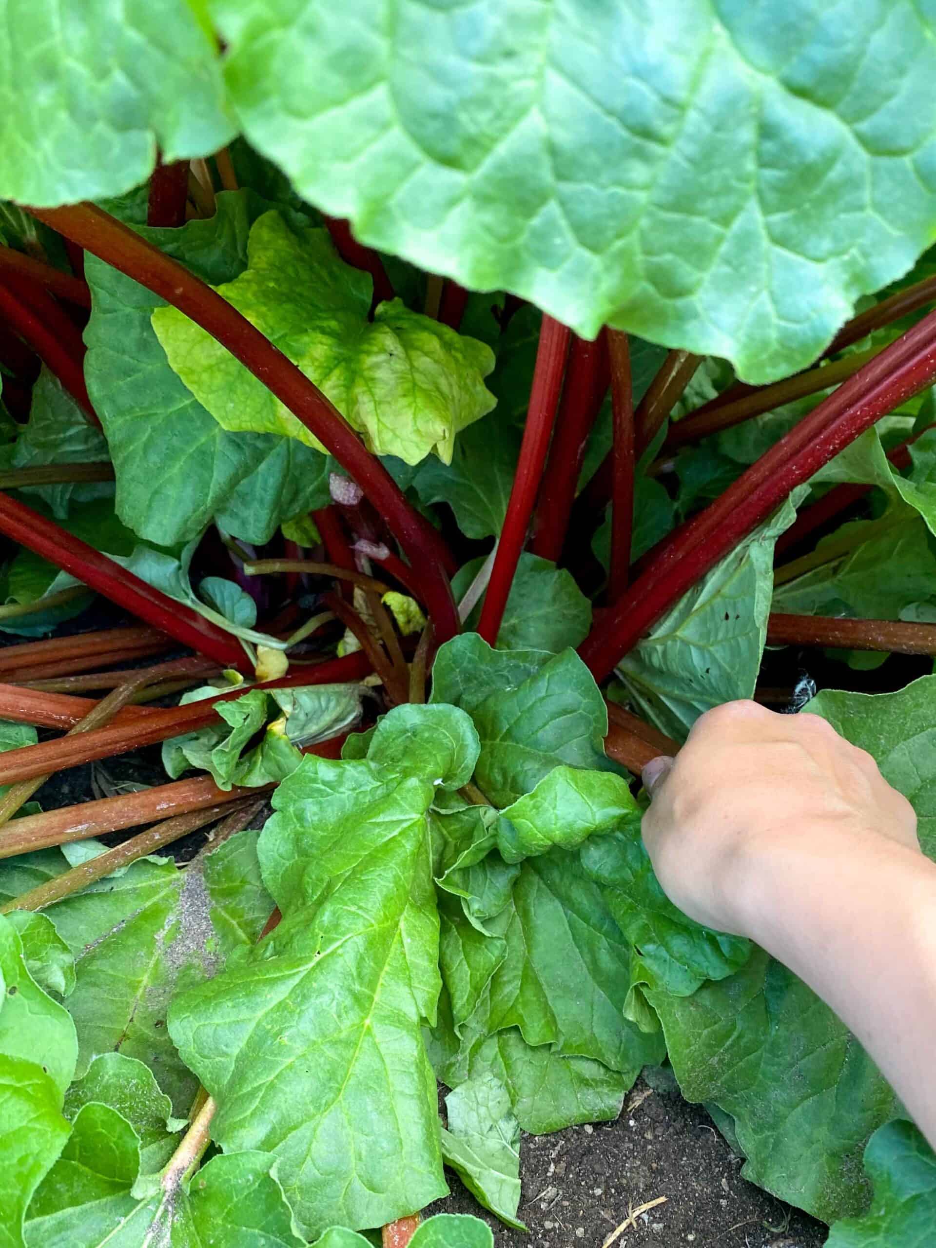 A hand pulling a rhubarb stock from the base of the crown.