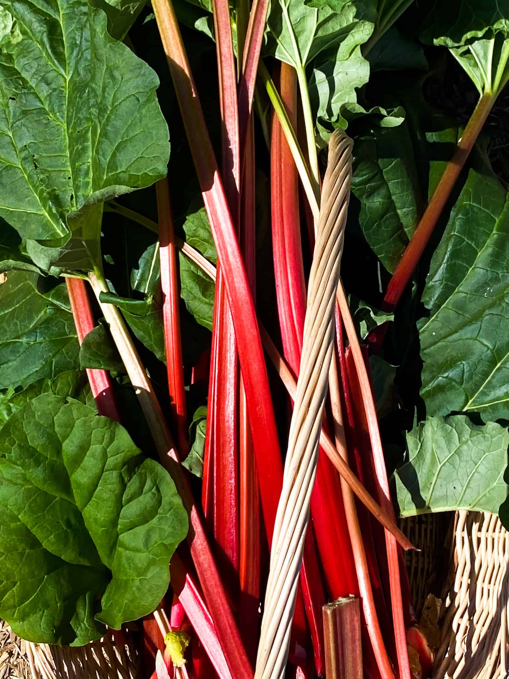 Rhubarb stocks laying in a wicker basket.