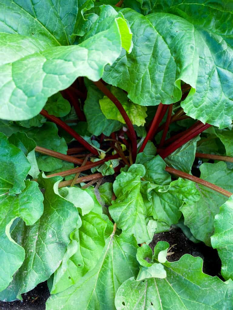 Rhubarb plant with bright green leaves and ruby red stalks.