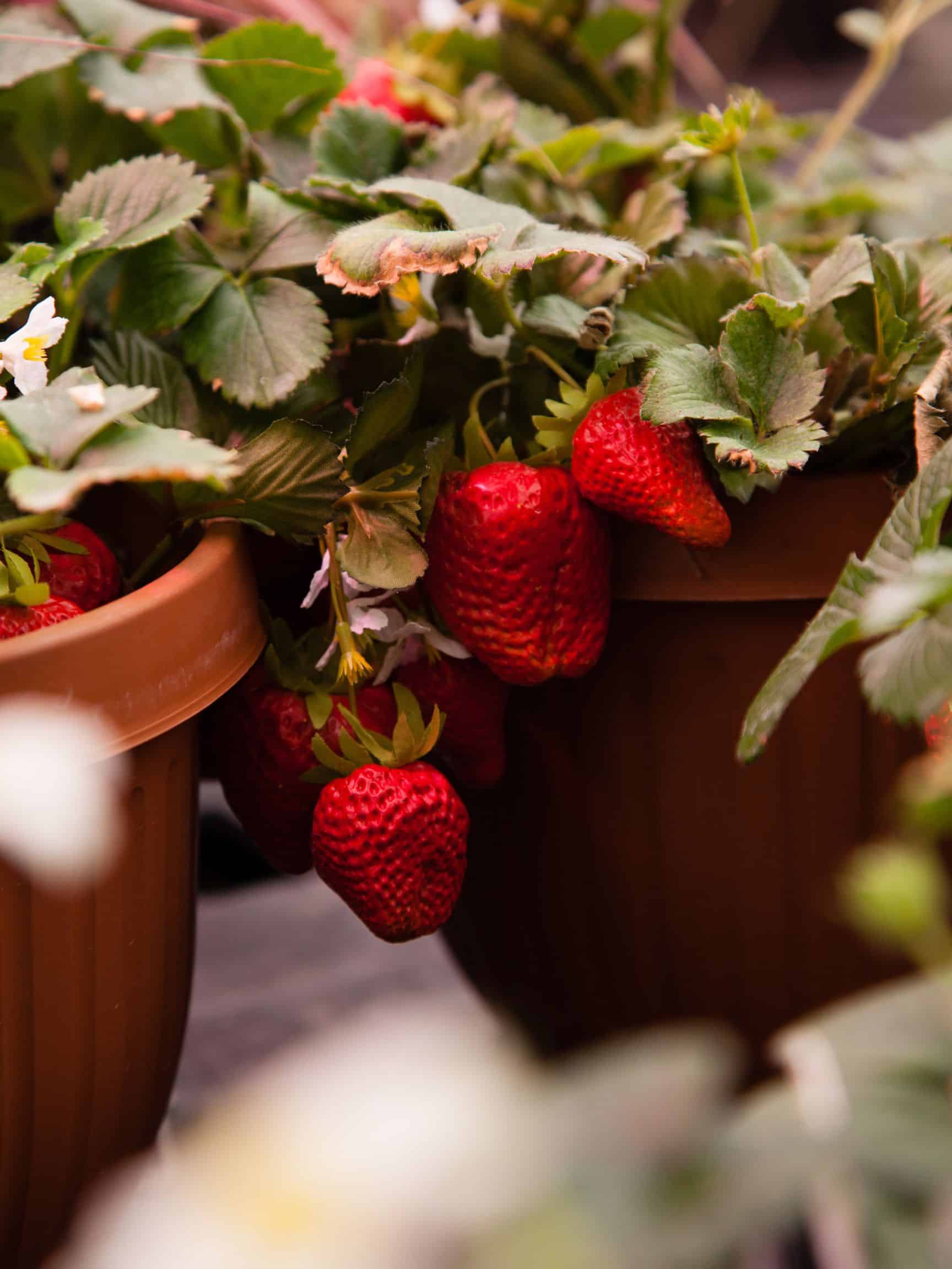 Strawberry runners in pots.