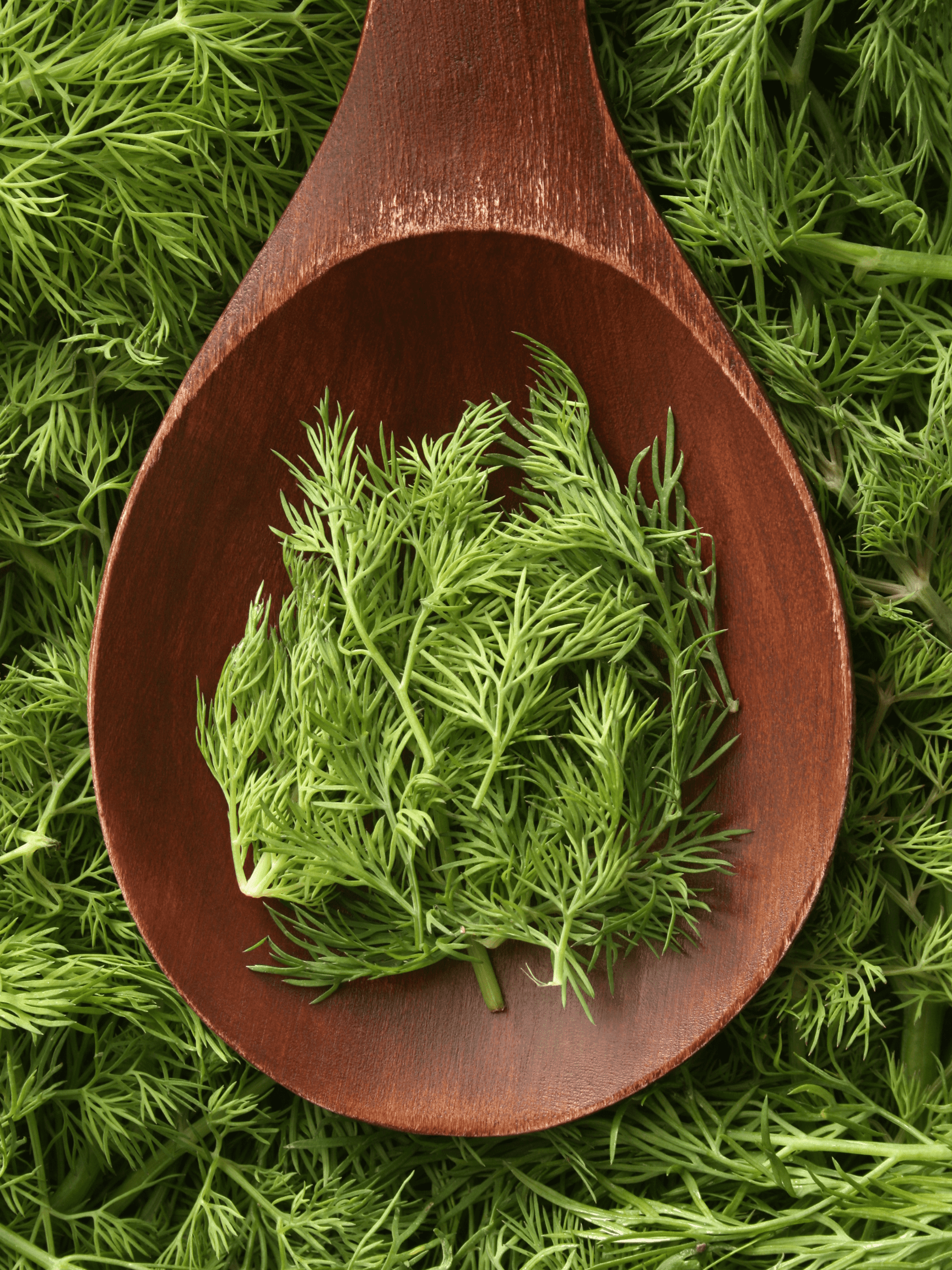 Dill on a wooden spoon.