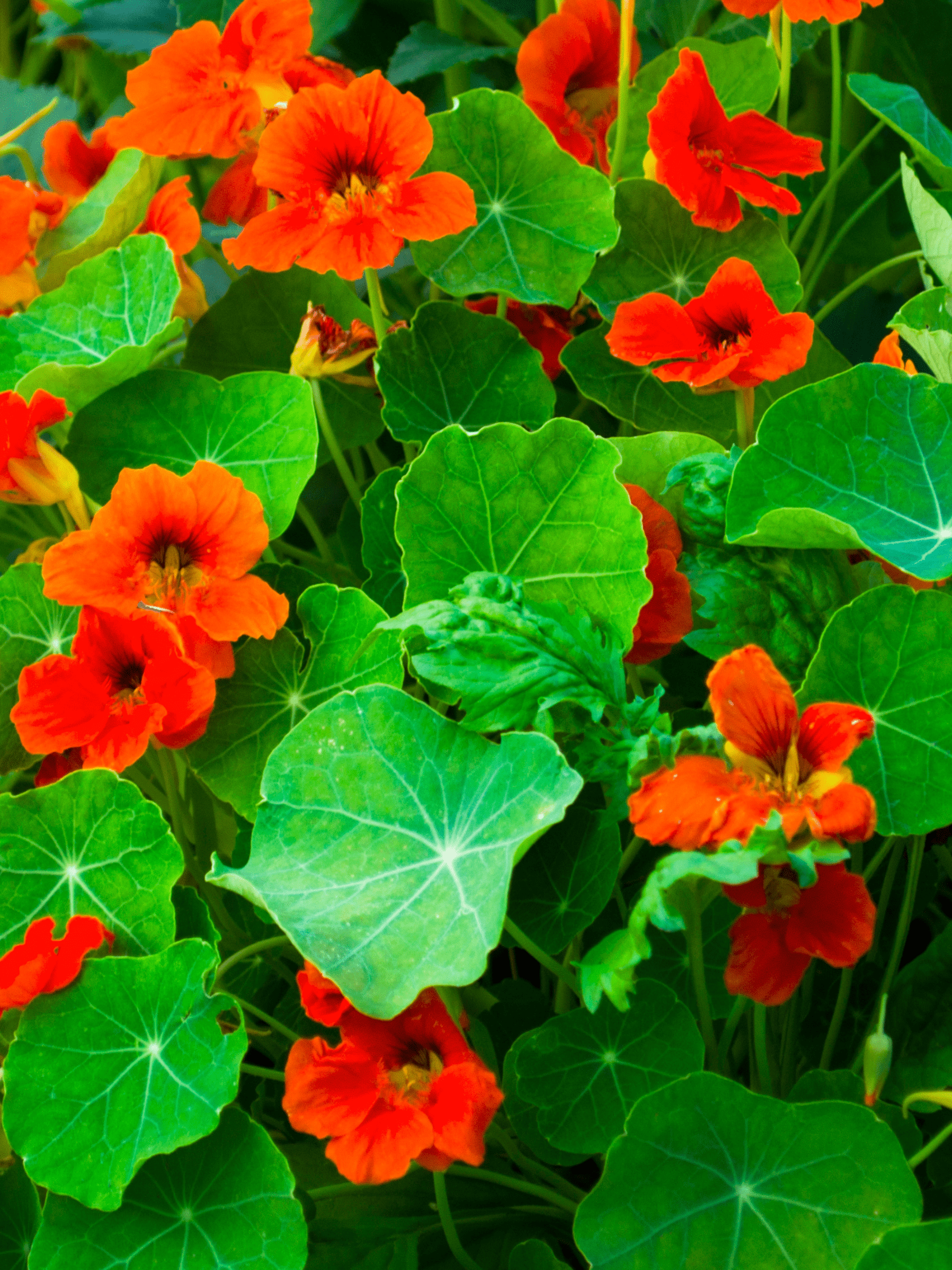 Nasturtium