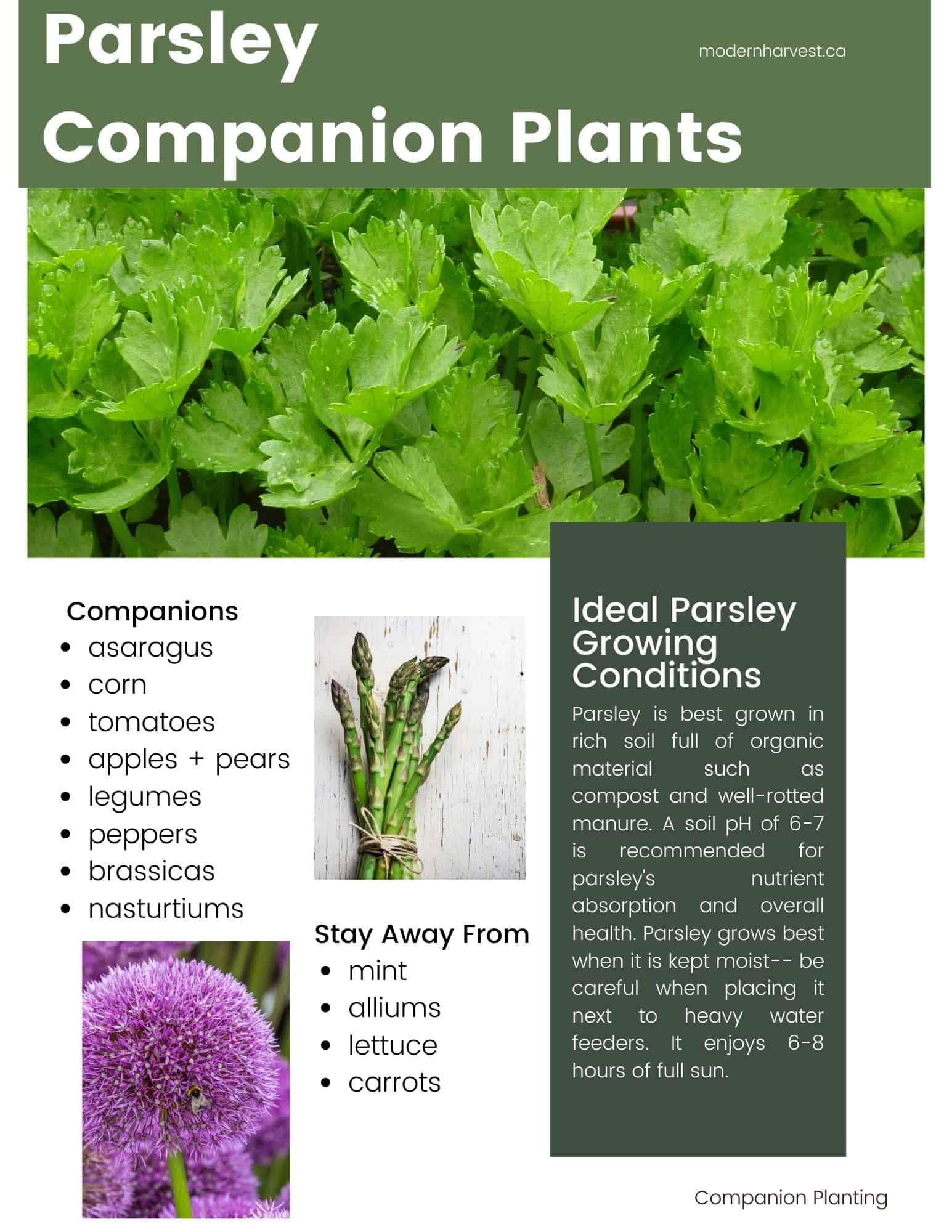 Image of Parsley and carrots companion planting