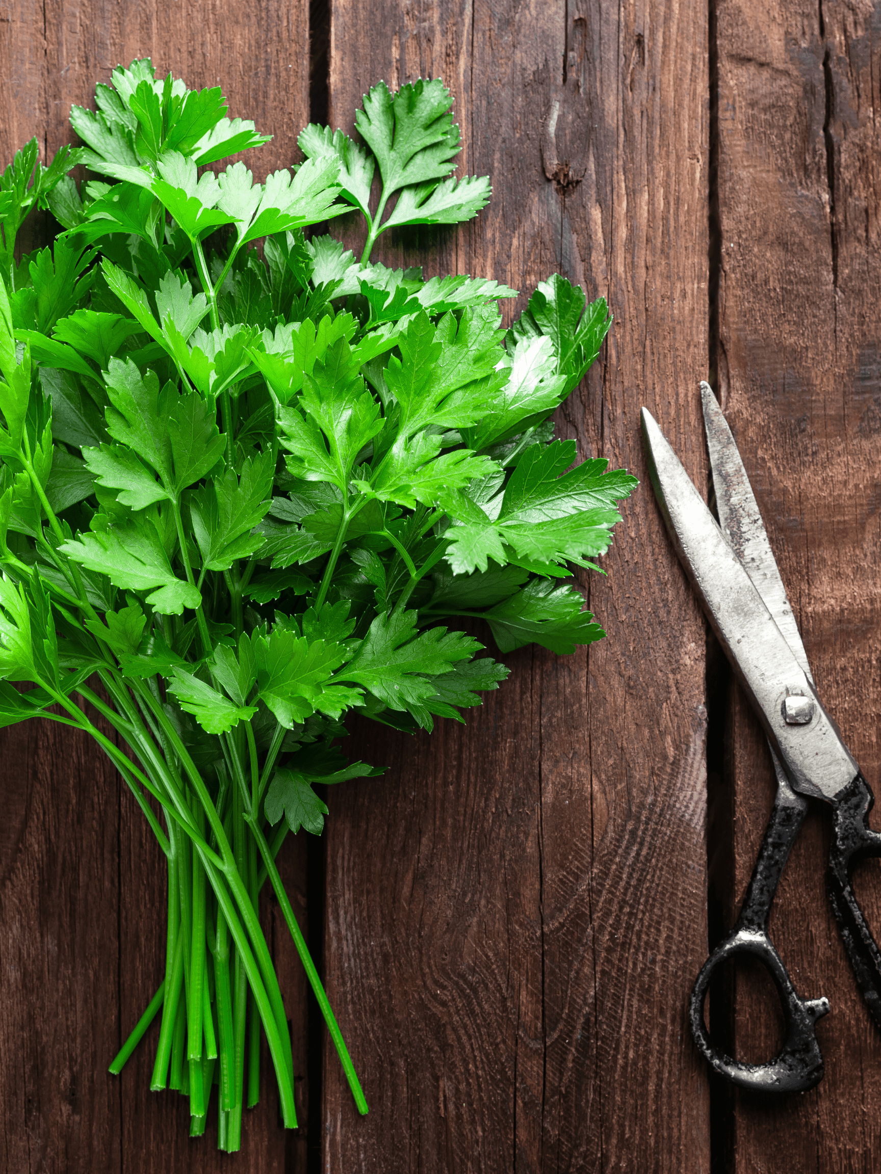 Parsley on a wooden backdrop with old scissors.