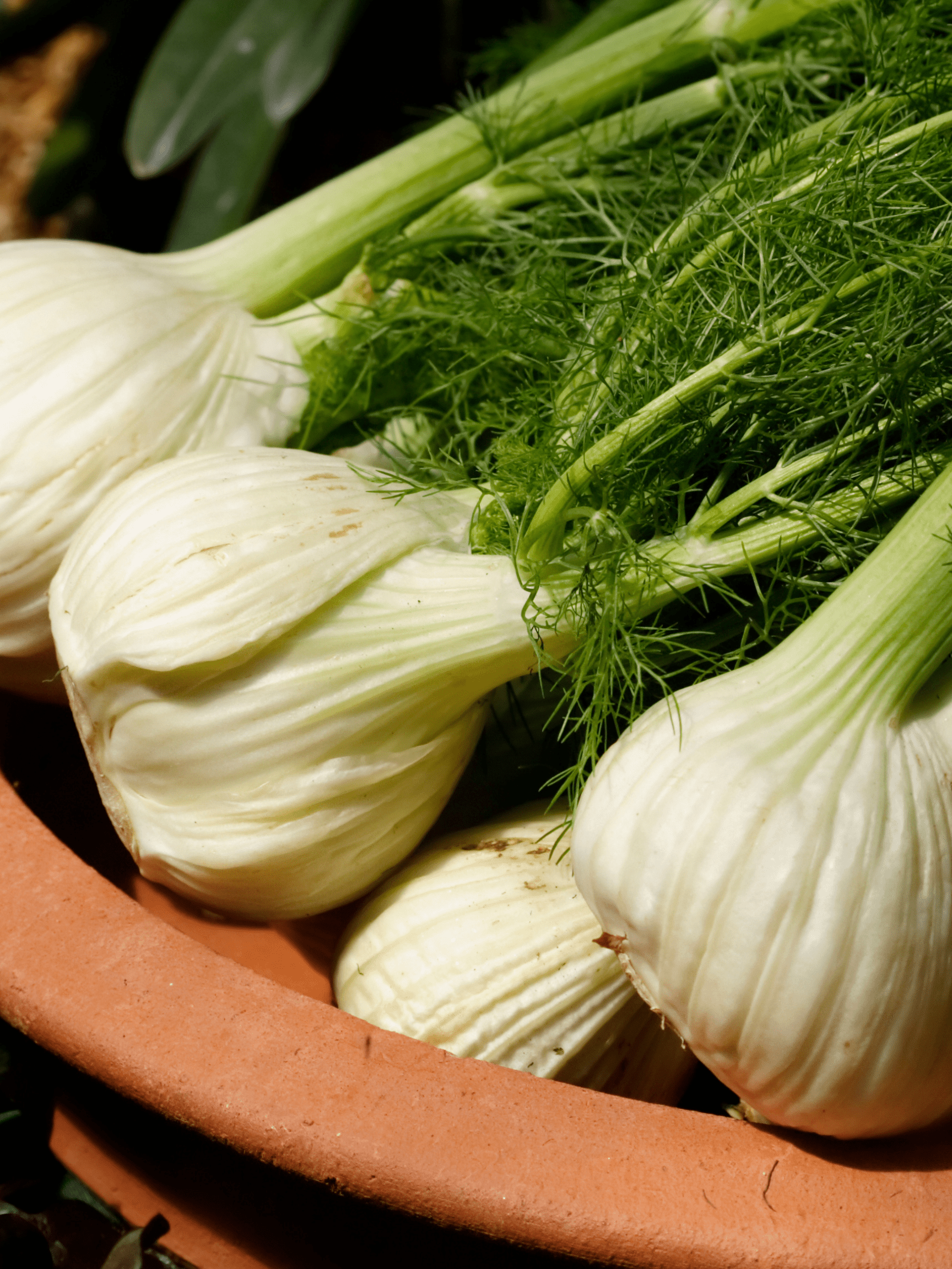Fennel with bulbs and tops in a terracotta dish.