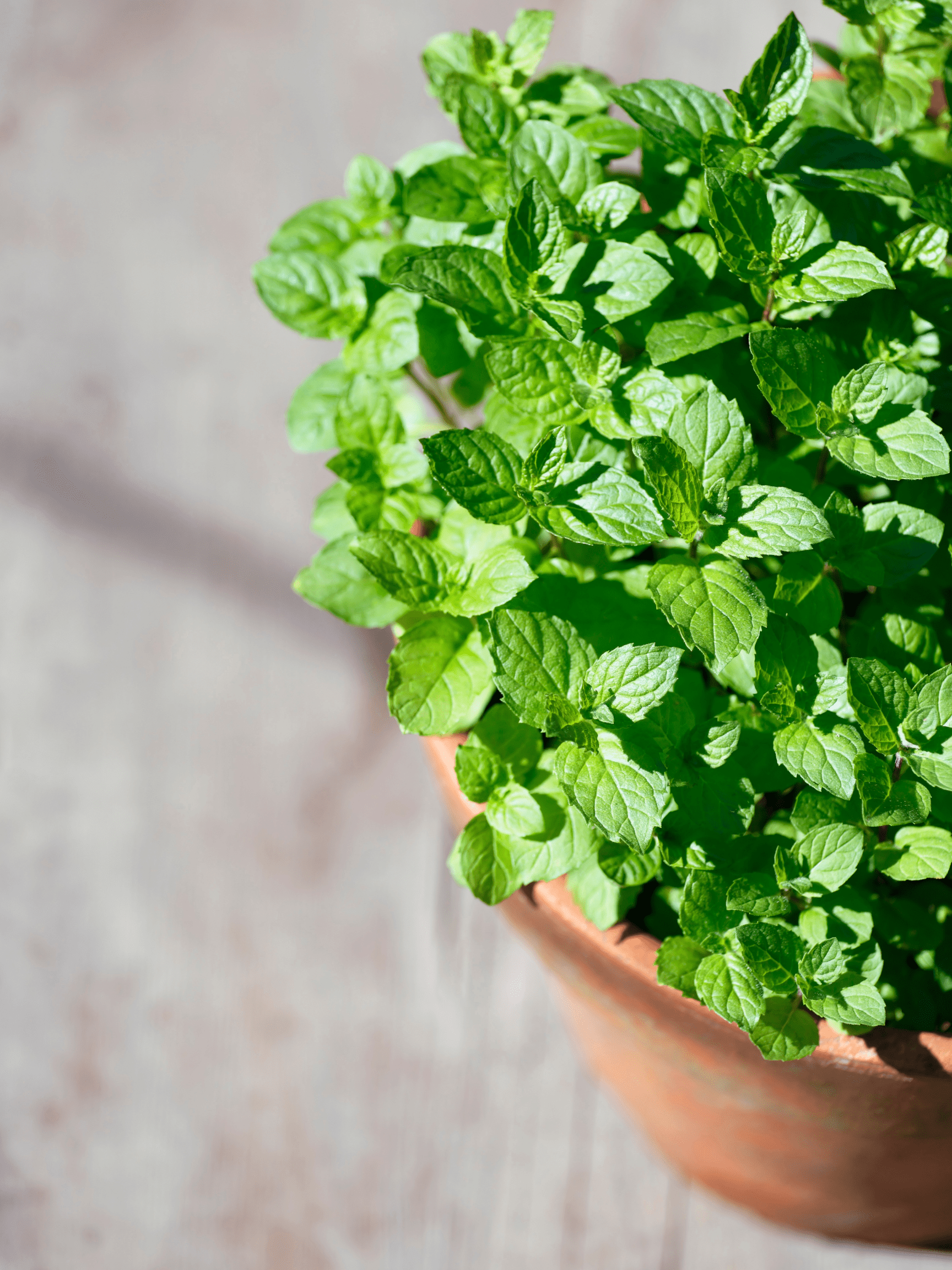 Mint in a basket.