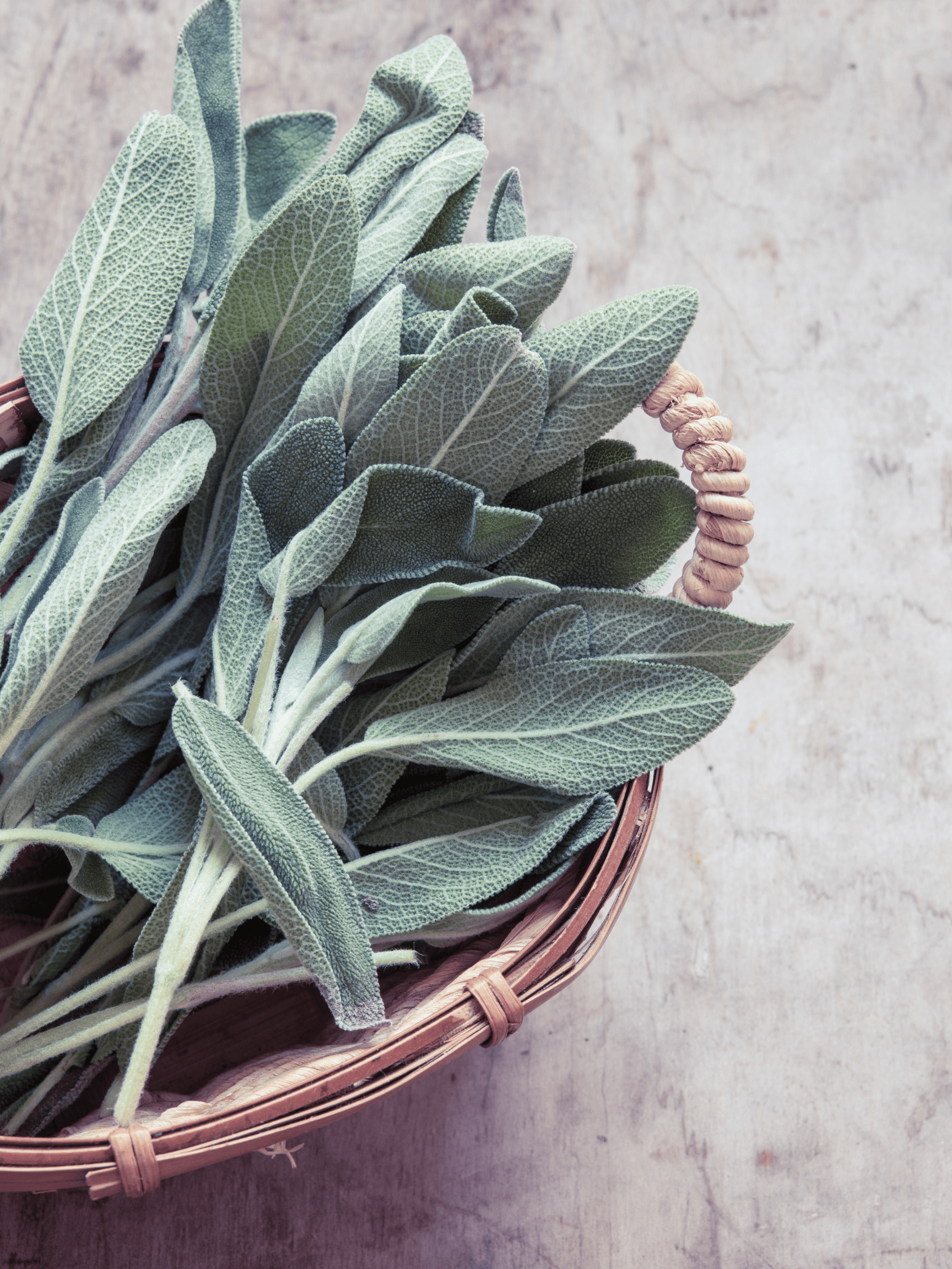 Sage in a natural brown basket with a grey background.