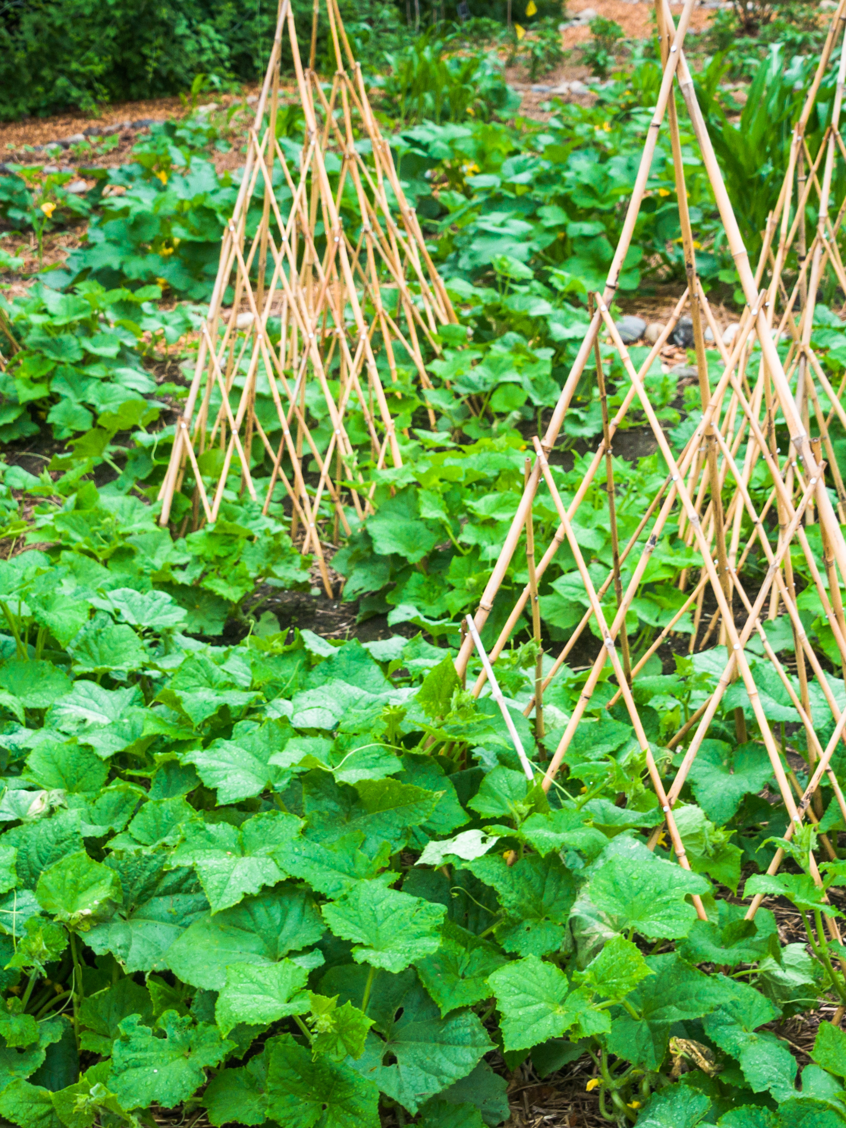 Cucumbers with trellis systems.