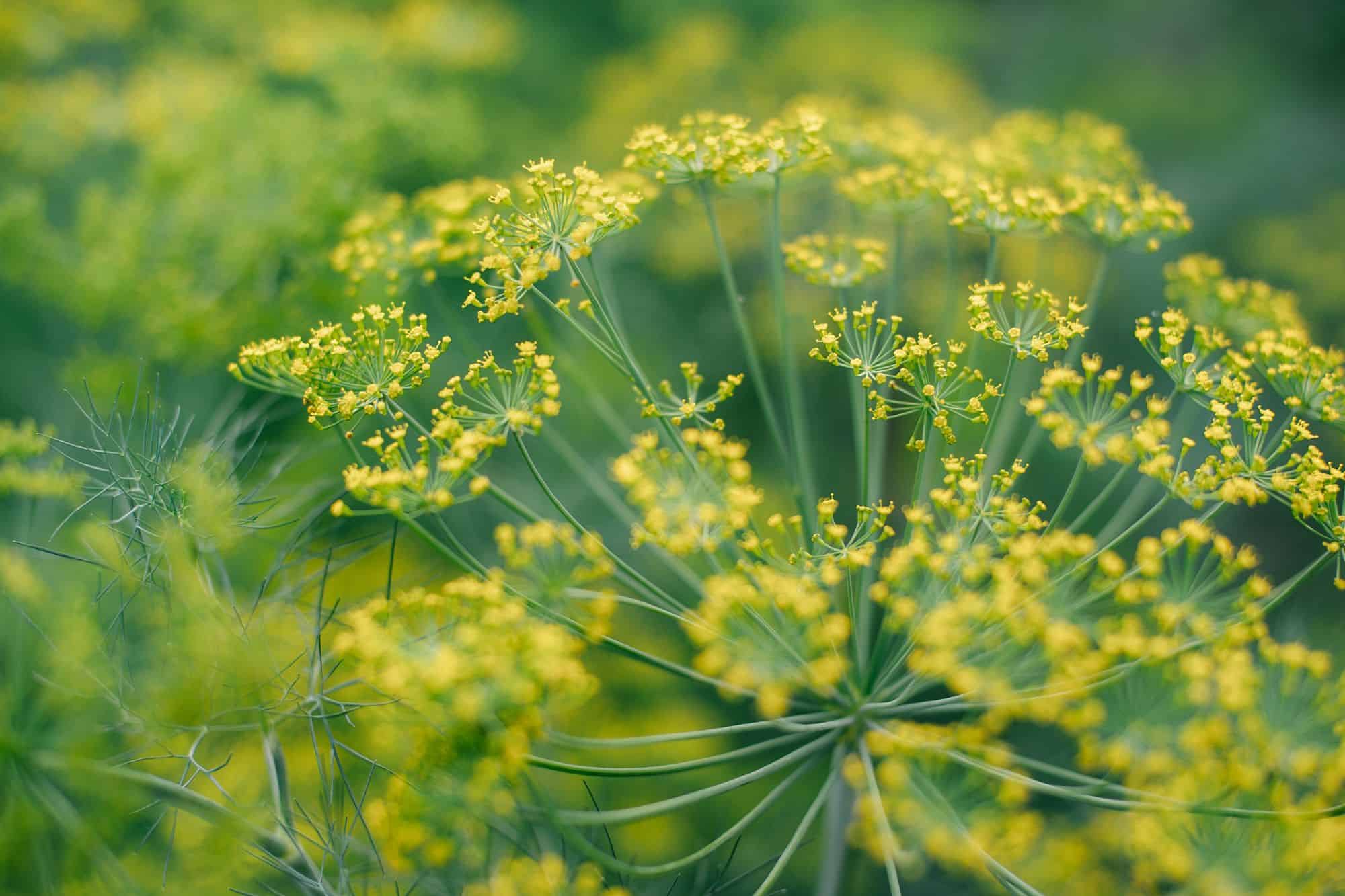 Yellow dill flowers with a green background.