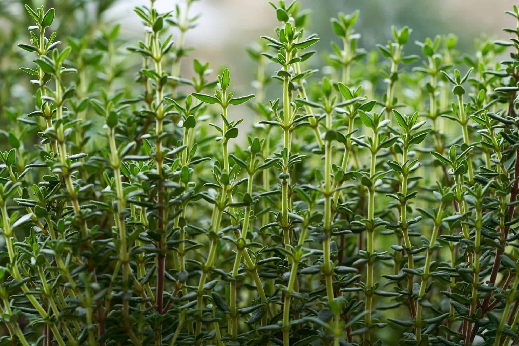 Thyme sprigs standing up together.