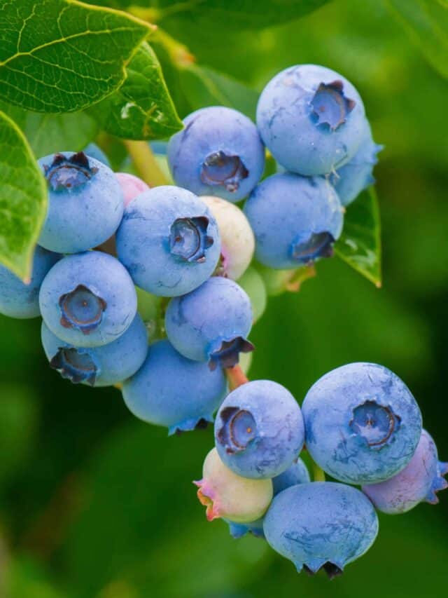 Organic Blueberry Growing With Blueberry Companion Planting