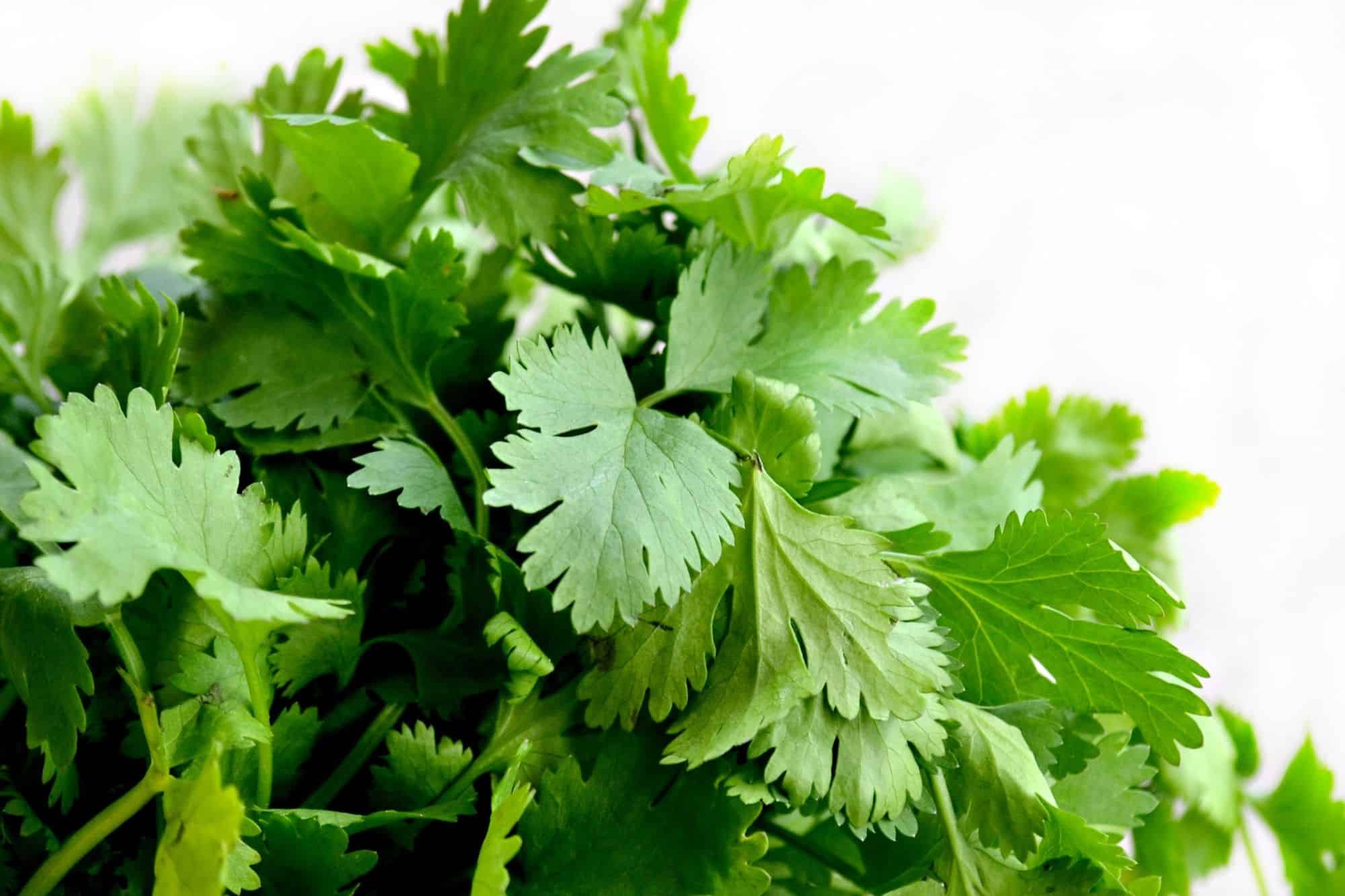 A bunch of cilantro on a white backdrop.