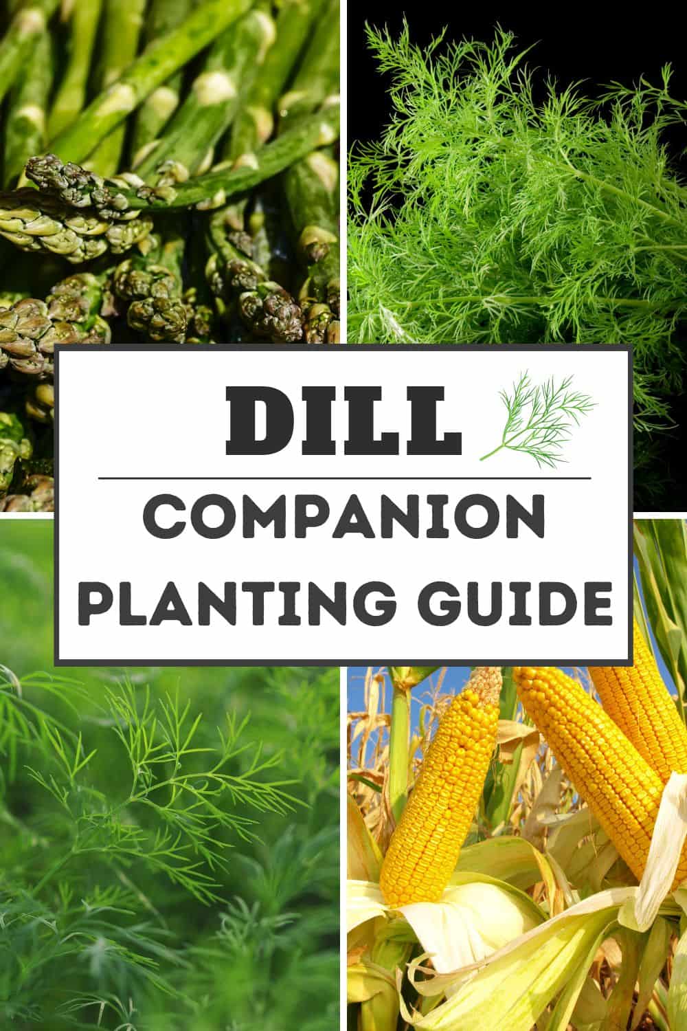 Pinterest image for Dill companion plants.