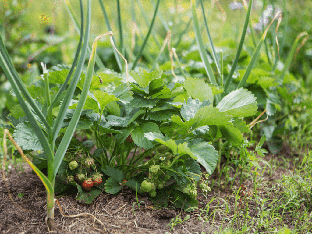 Permaculture showing strawberries and onions.