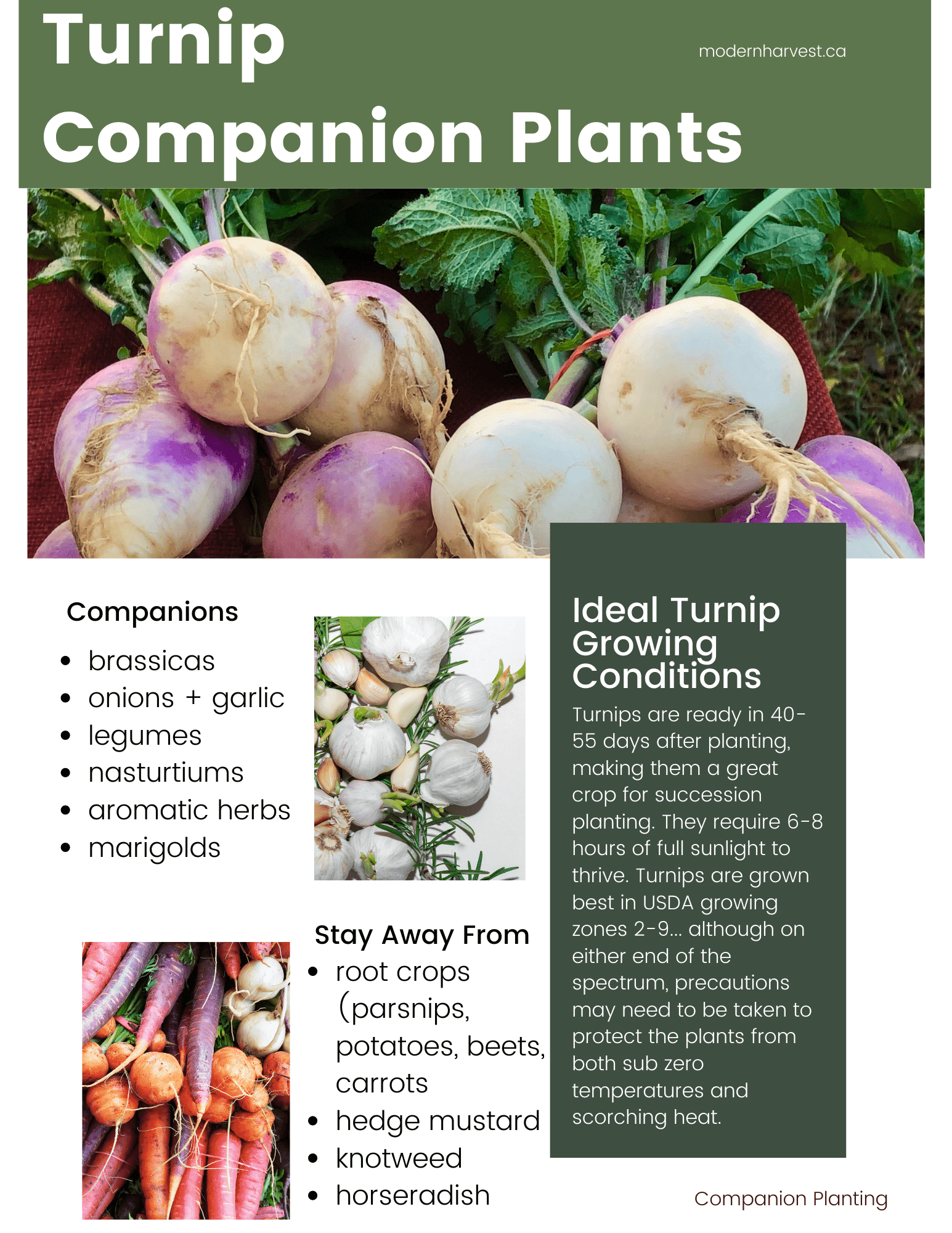 Printable turnip companion plants guide