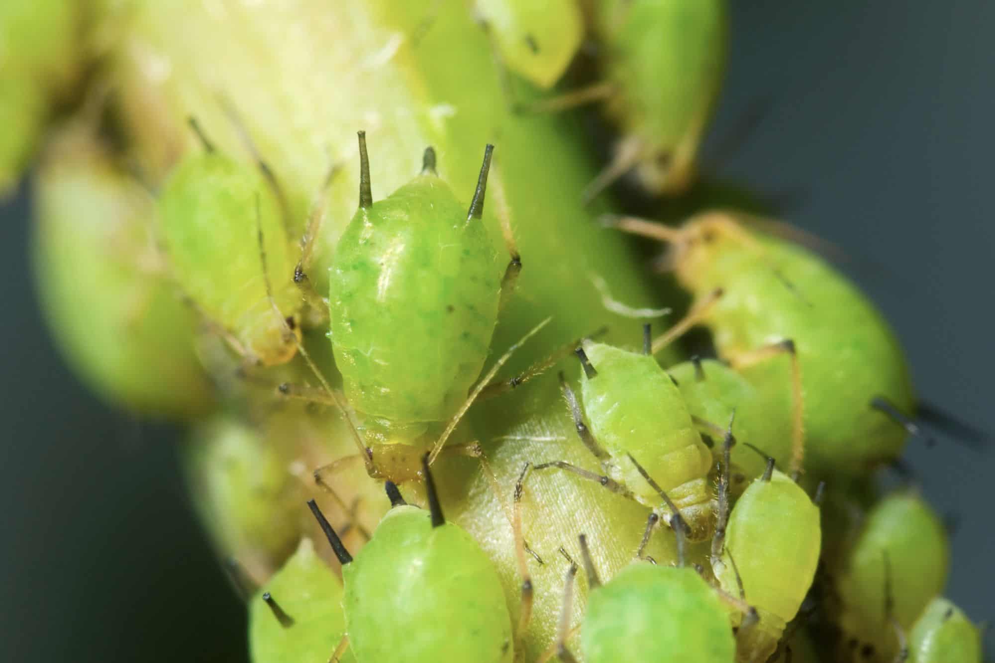 Aphids infesting a plant stock.