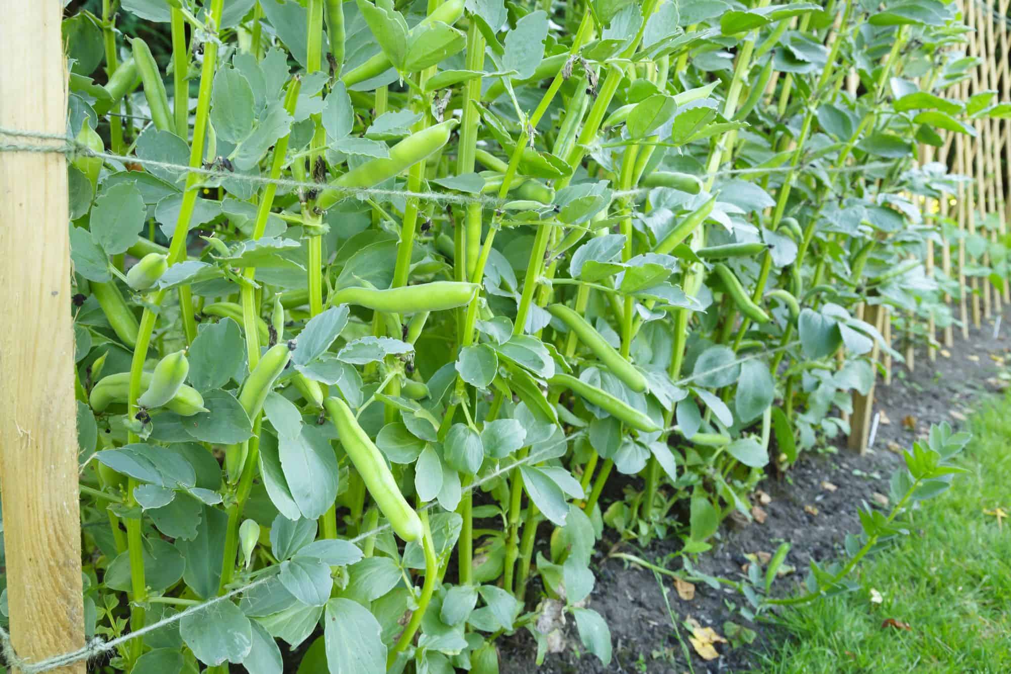 Pea plants on a trellis system.e