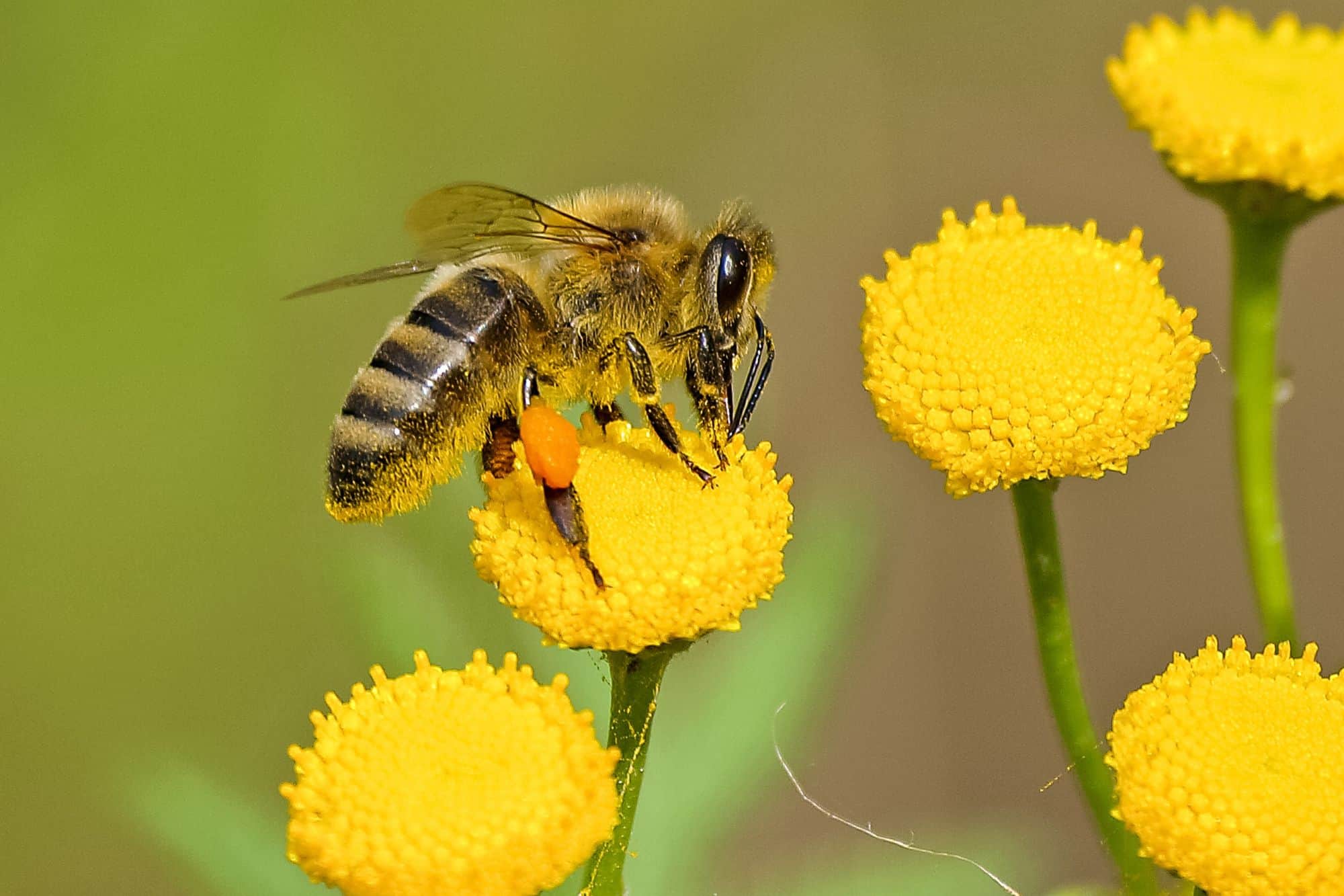 A close up image of a bee on button sized yellow flowers.