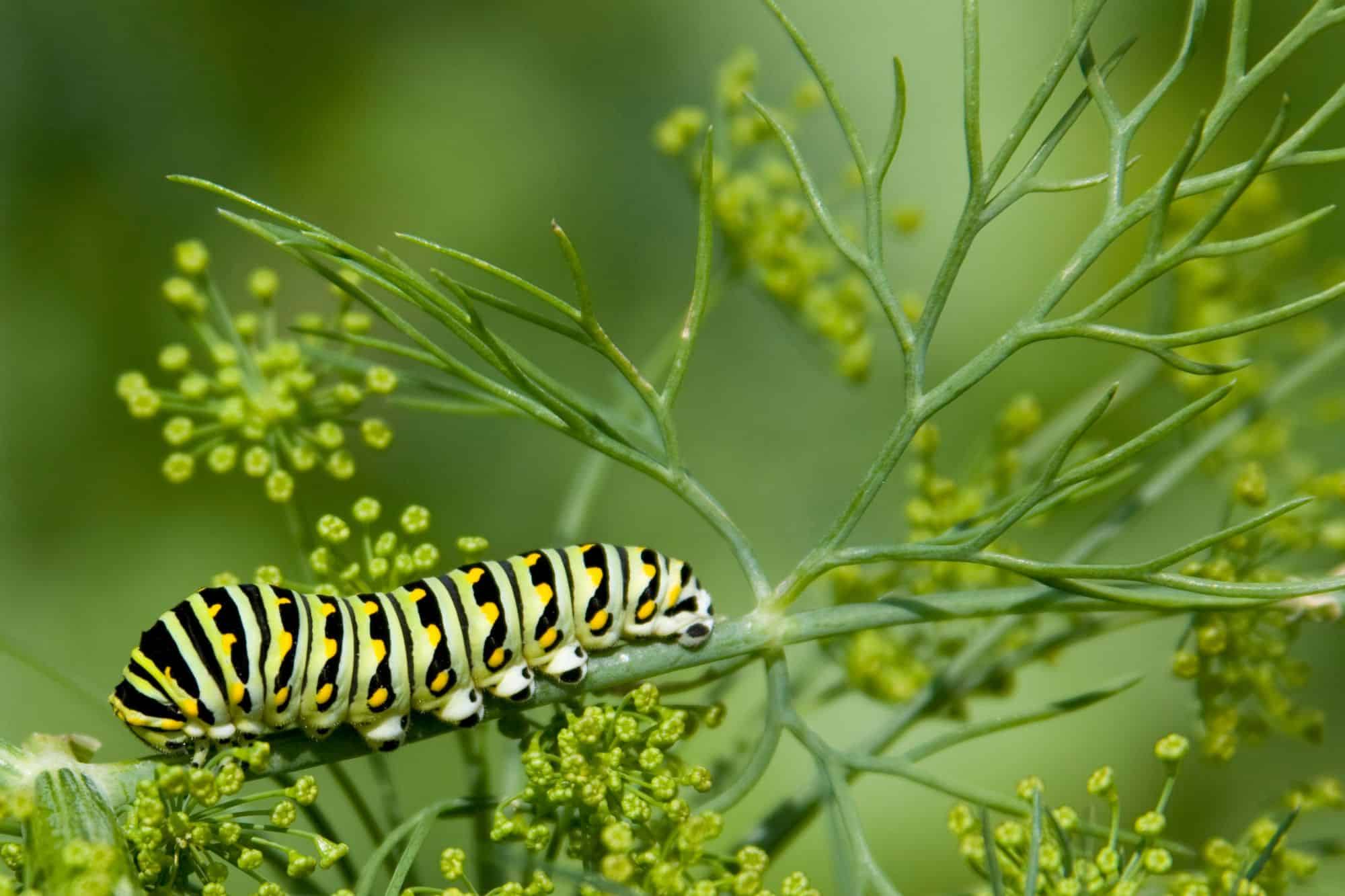 A black swallowtail caterpillar climbing on dill plants.